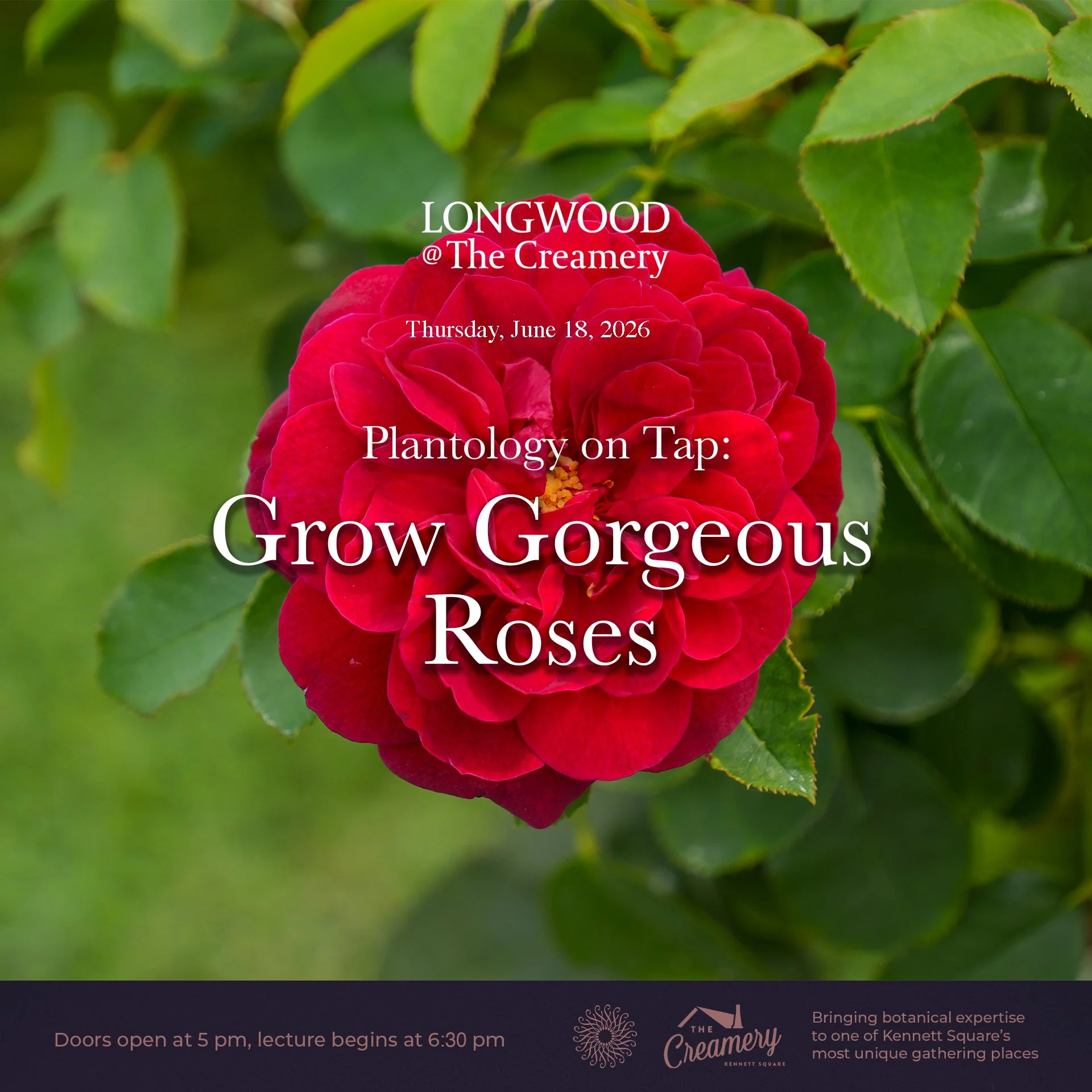 Plantology on Tap: Grow Gorgeous Roses
