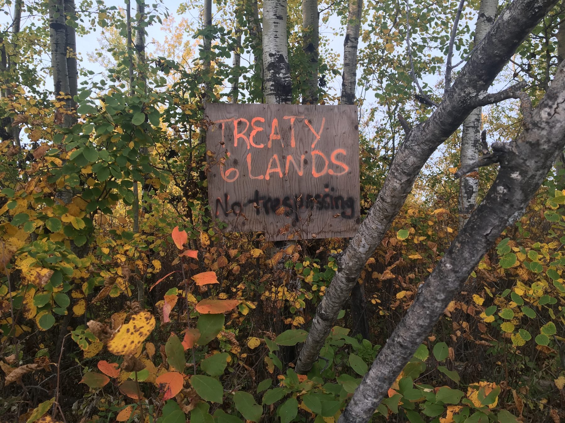 Hand-painted Treaty 6 Lands, No Trespassing sign among autumn birch trees