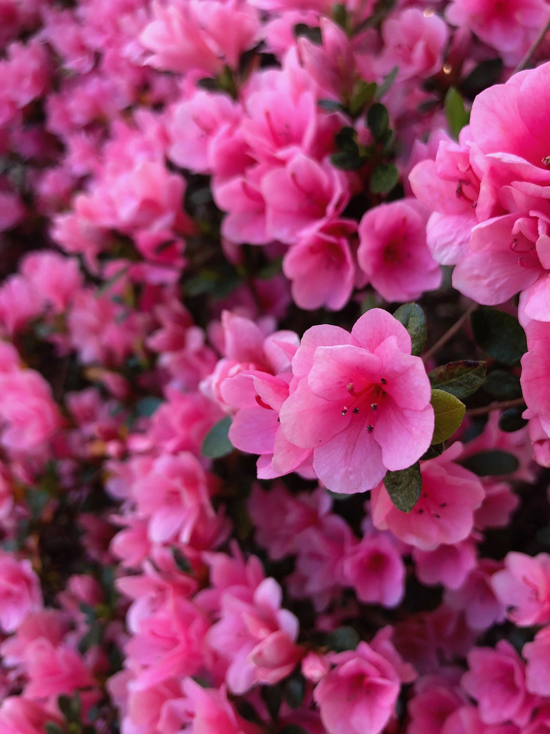 pink flowers.jpg