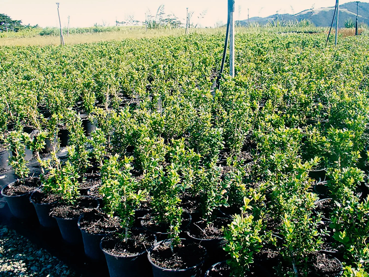Buxus sempervirens  Kauri Park