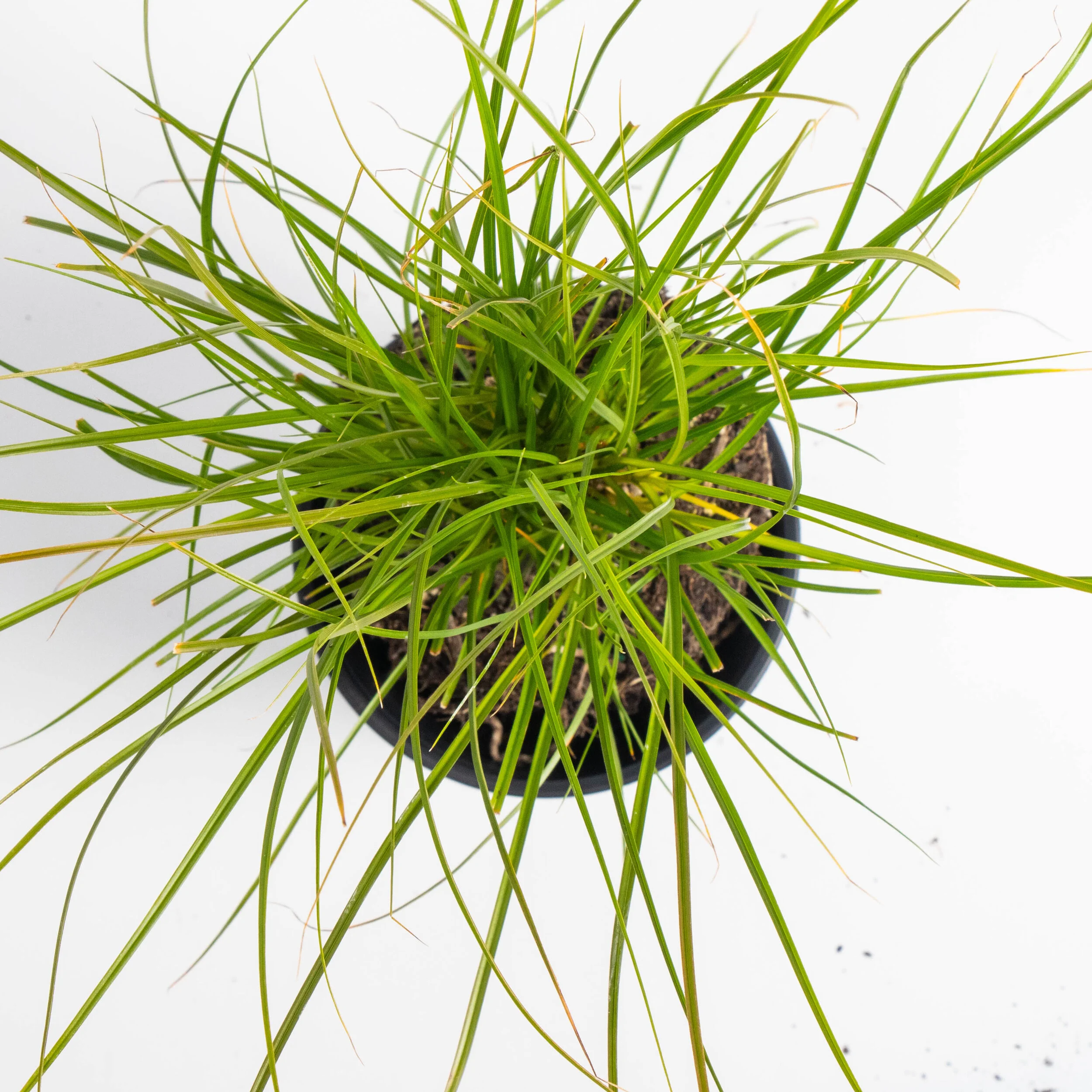 Secta Plant Carex secta — Kauri Park