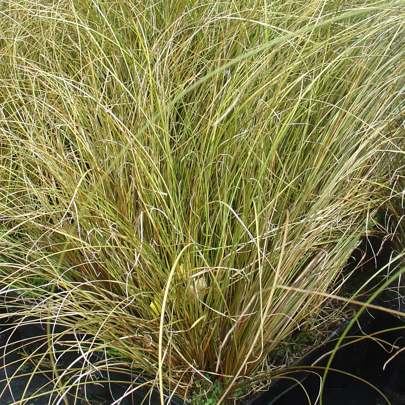 Carex flagellifera bronze, Glen Murray tussock, trip me up