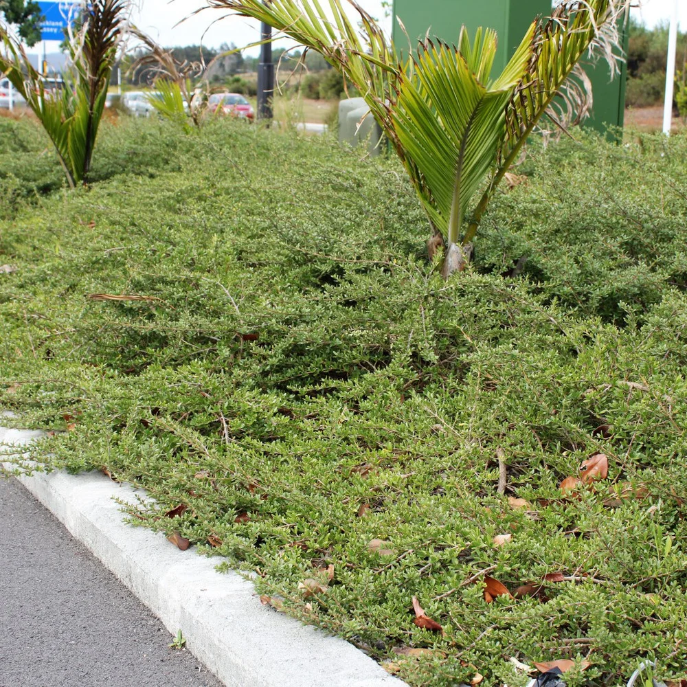 Coprosma kirkii  Kauri Park
