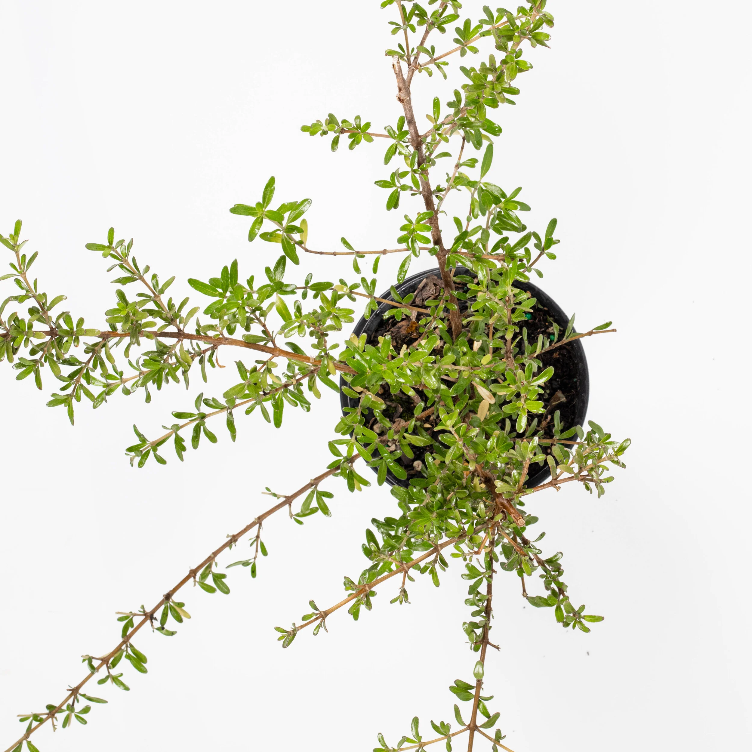 Coprosma kirkii — Kauri Park