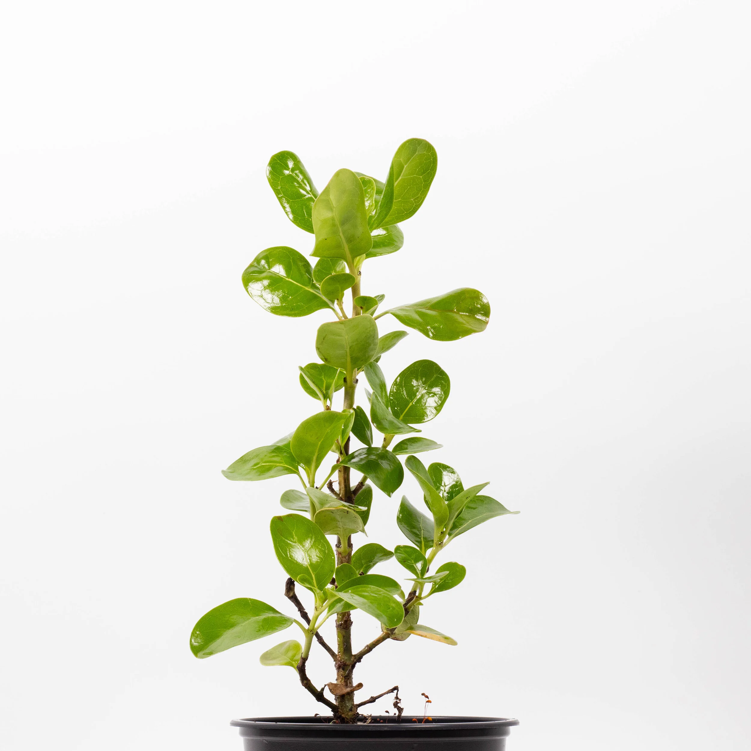 Coprosma repens, Taupata, Mirror plant Coprosma repens