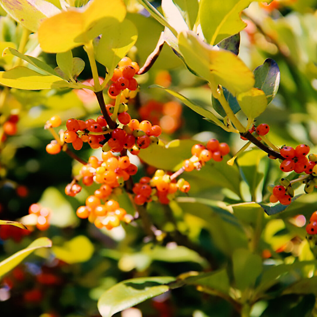 Coprosma robusta — Kauri Park