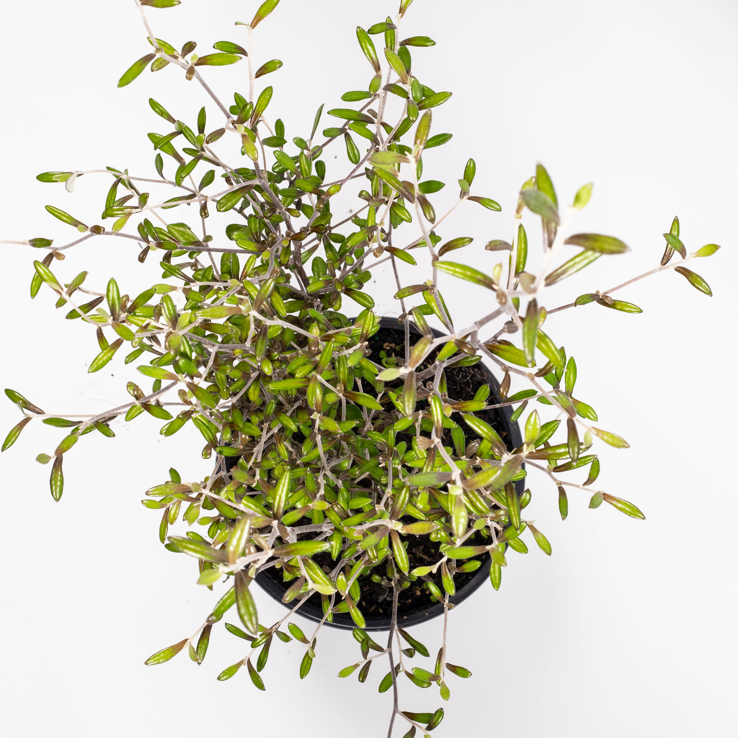 Corokia emerald and jade — Kauri Park