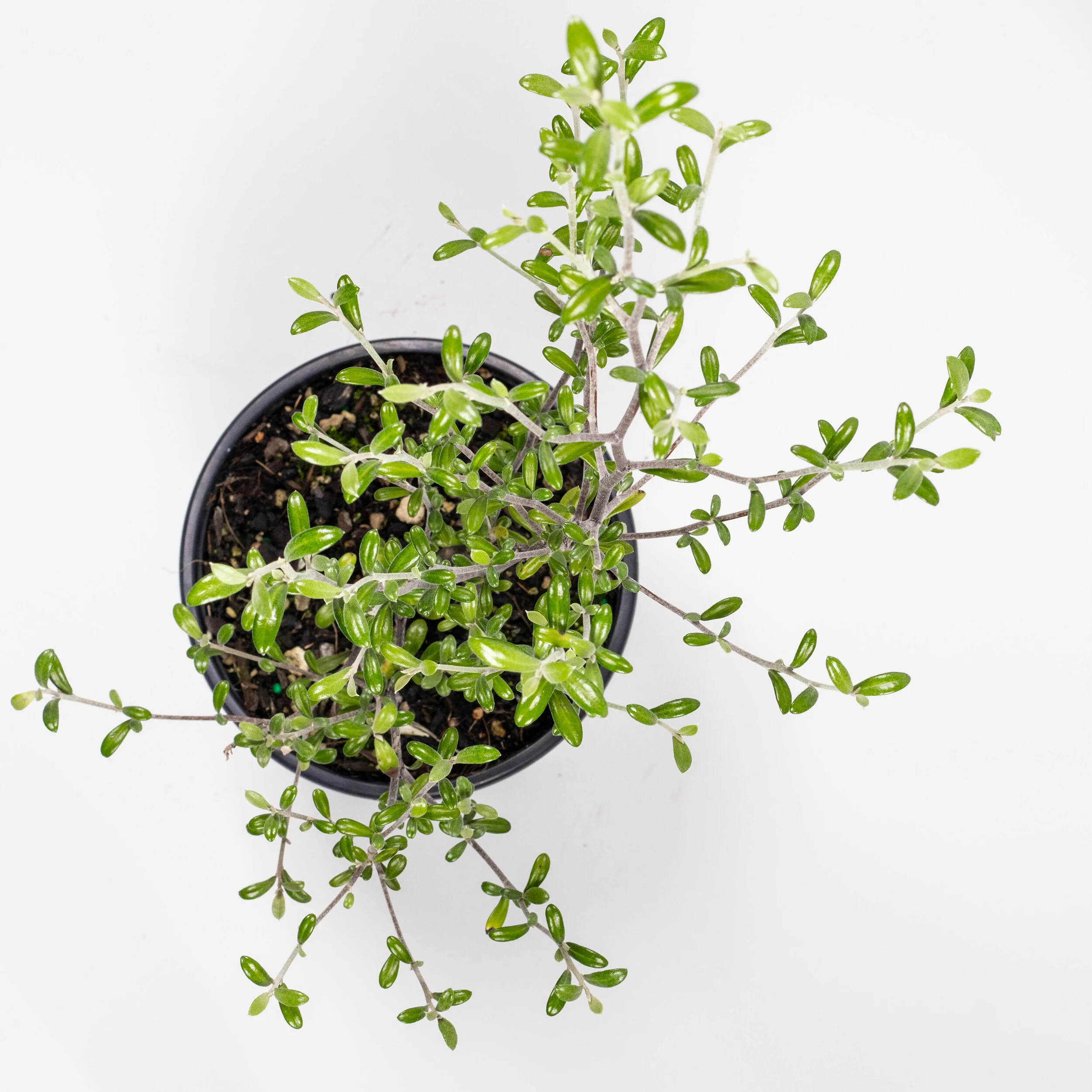 Corokia virgata — Kauri Park