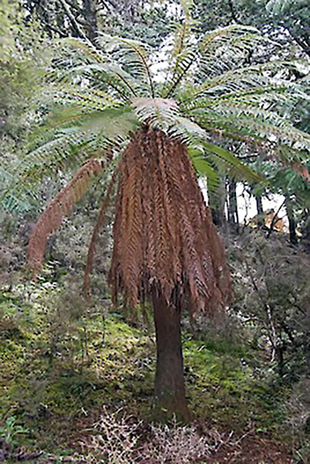 Dicksonia fibrosa, Wheki-ponga, wheki-kohoonga, golden tree fern, kuripaka