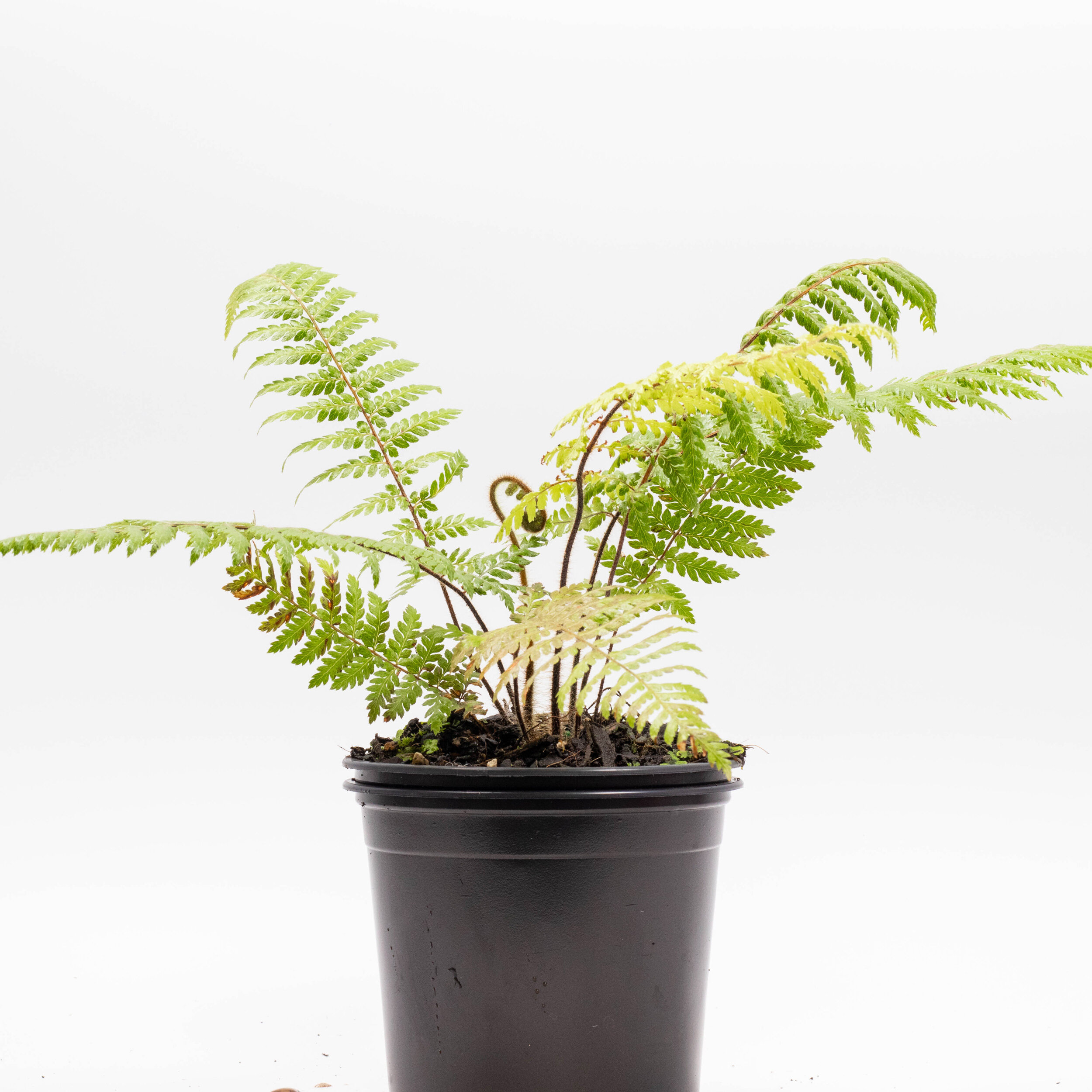 Dicksonia fibrosa, Wheki-ponga, wheki-kohoonga, golden tree fern, kuripaka