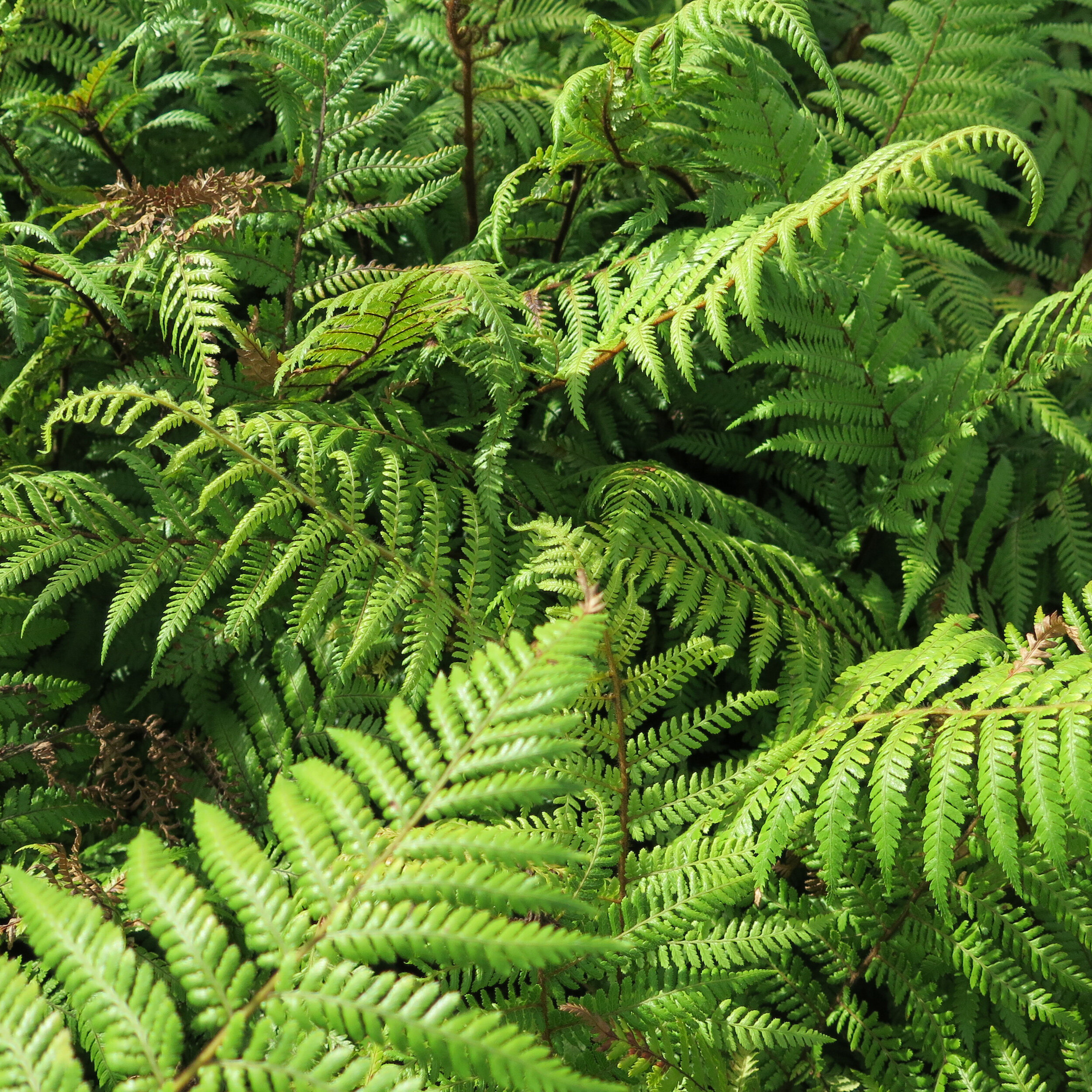 Dicksonia fibrosa, Wheki-ponga, wheki-kohoonga, golden tree fern, kuripaka