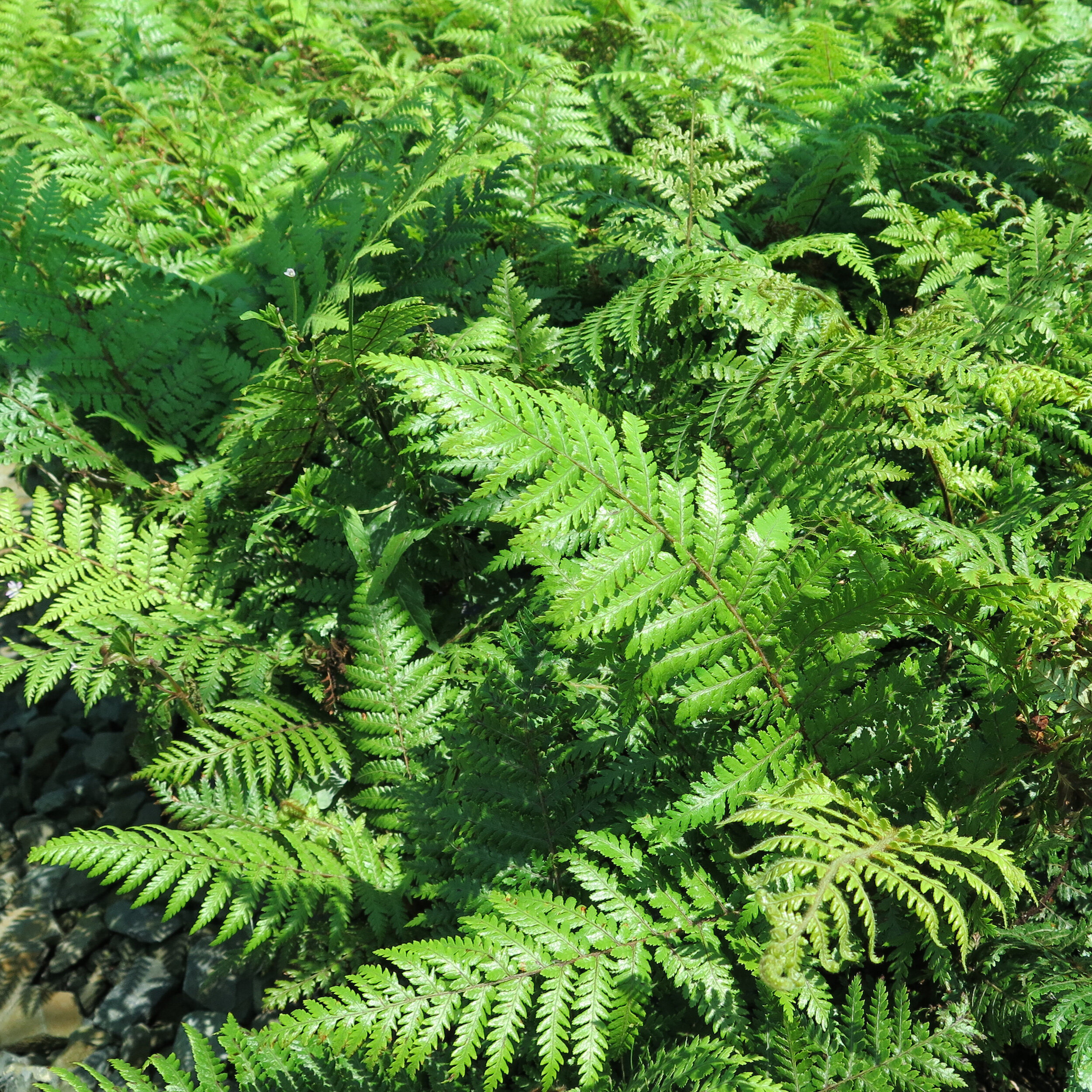 Dicksonia fibrosa, Wheki-ponga, wheki-kohoonga, golden tree fern, kuripaka