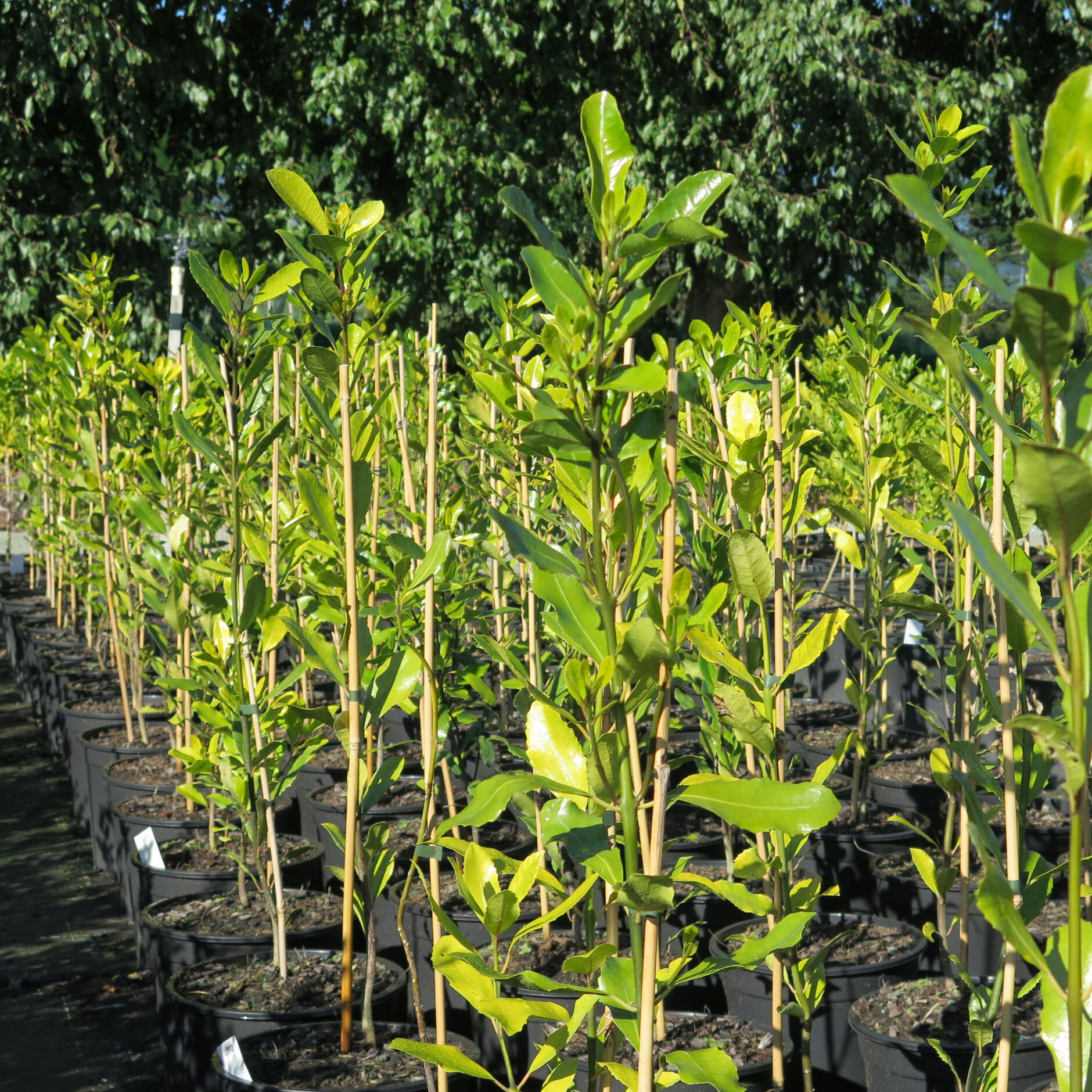 Hedycarya arborea, Porokaiwhiri, Pigeonwood