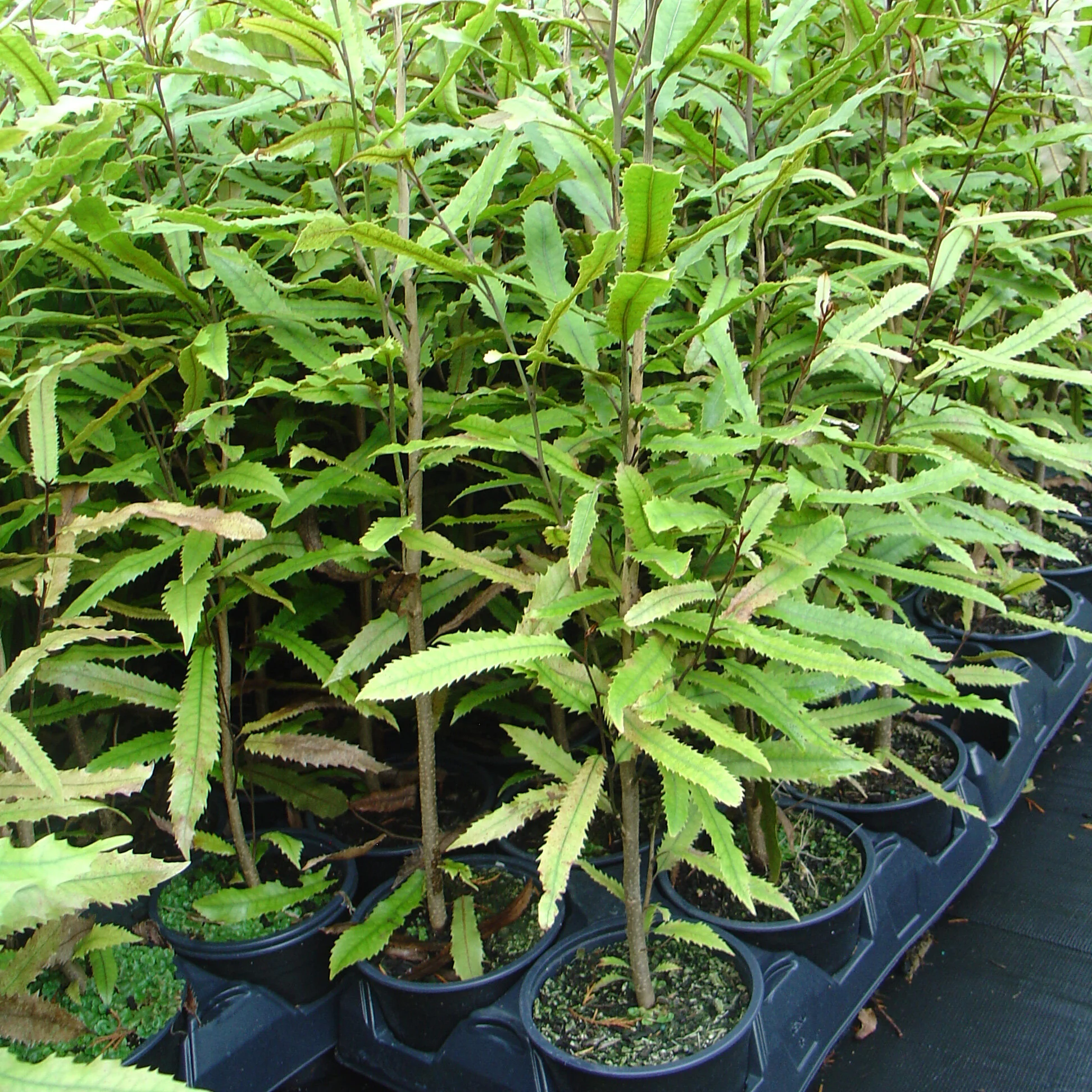 Knightia Tree Knightia excelsa — Kauri Park