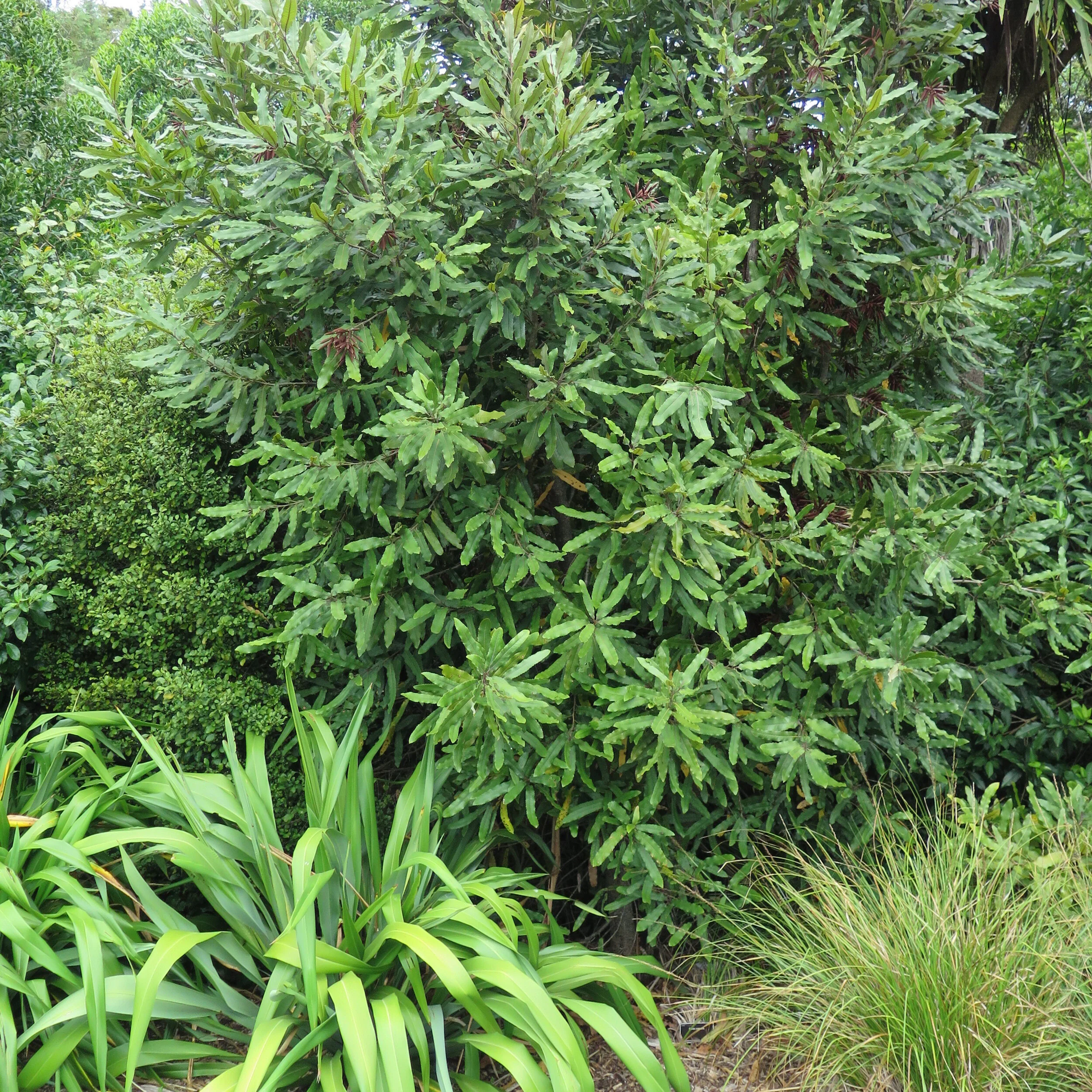 Knightia Tree Knightia excelsa — Kauri Park