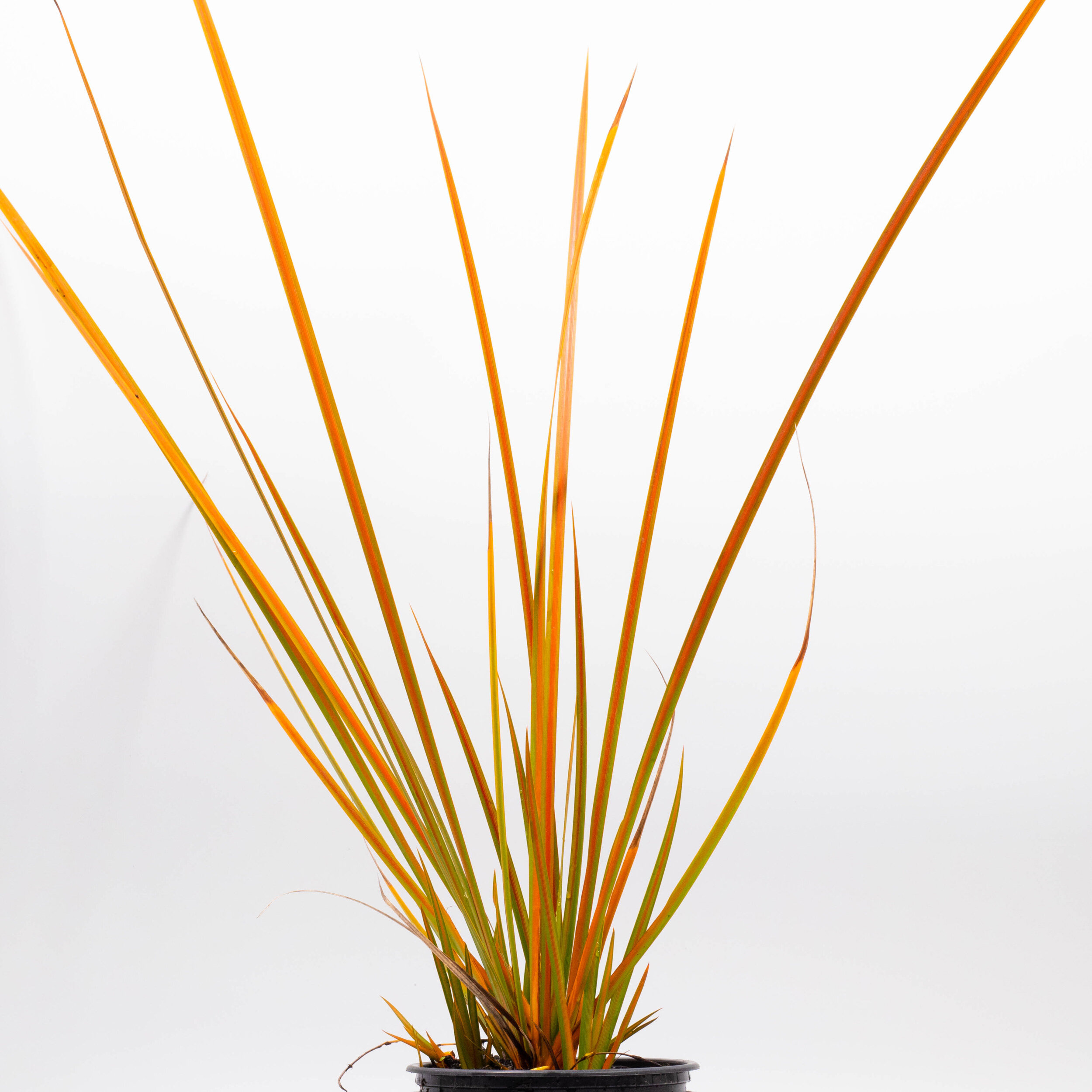 Libertia peregrinans, Mikoikoi, New Zealand iris