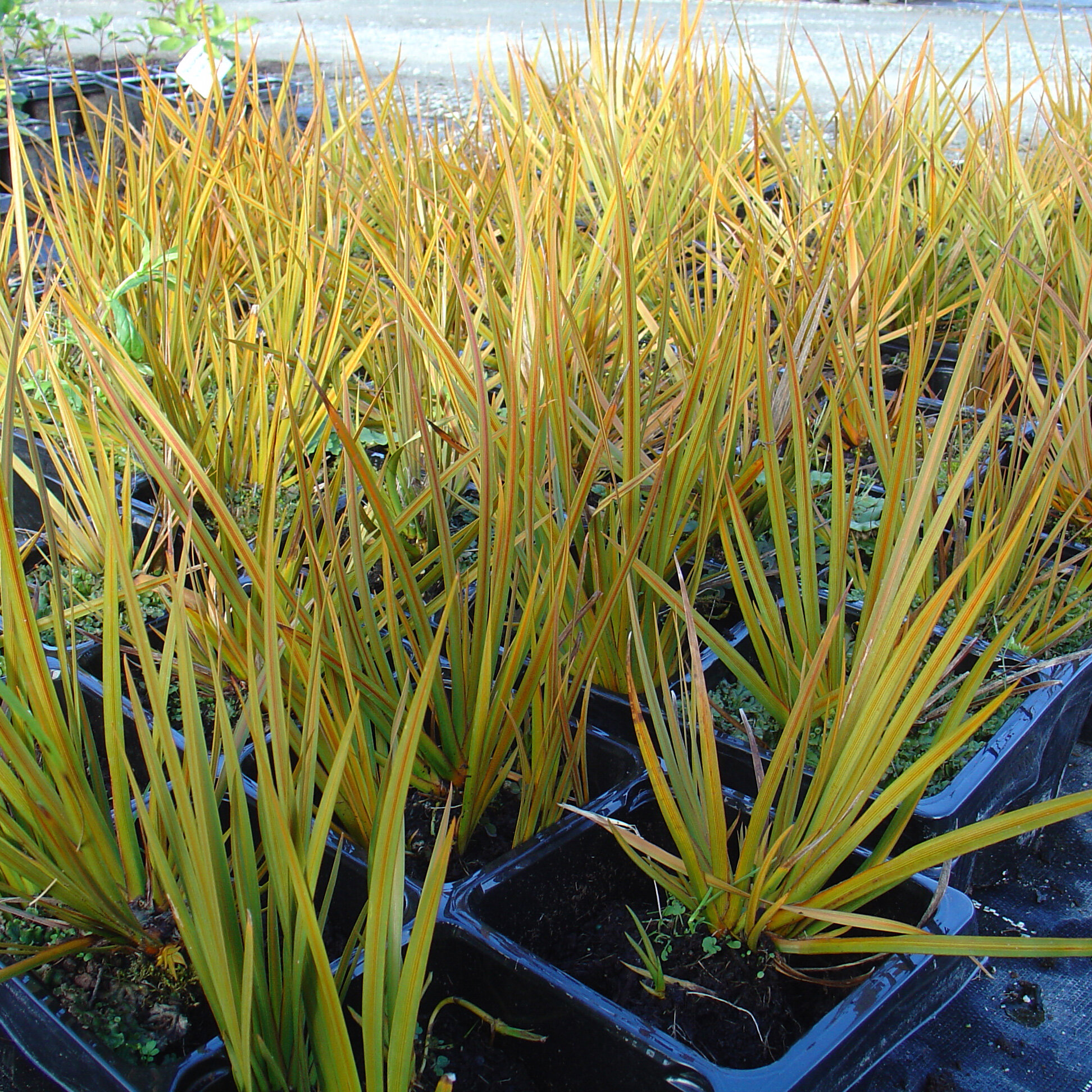 Libertia peregrinans, Mikoikoi, New Zealand iris