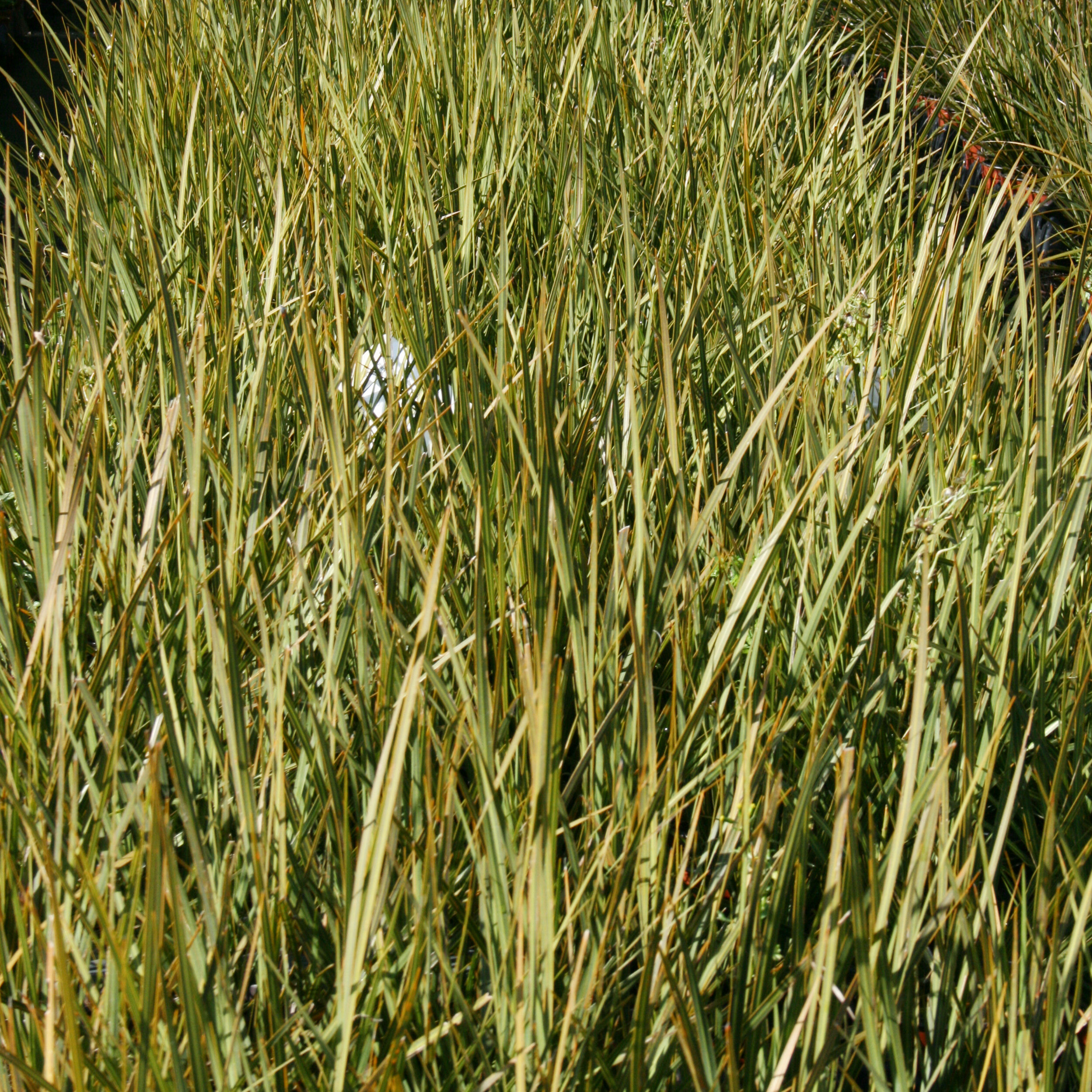 Libertia peregrinans, Mikoikoi, New Zealand iris