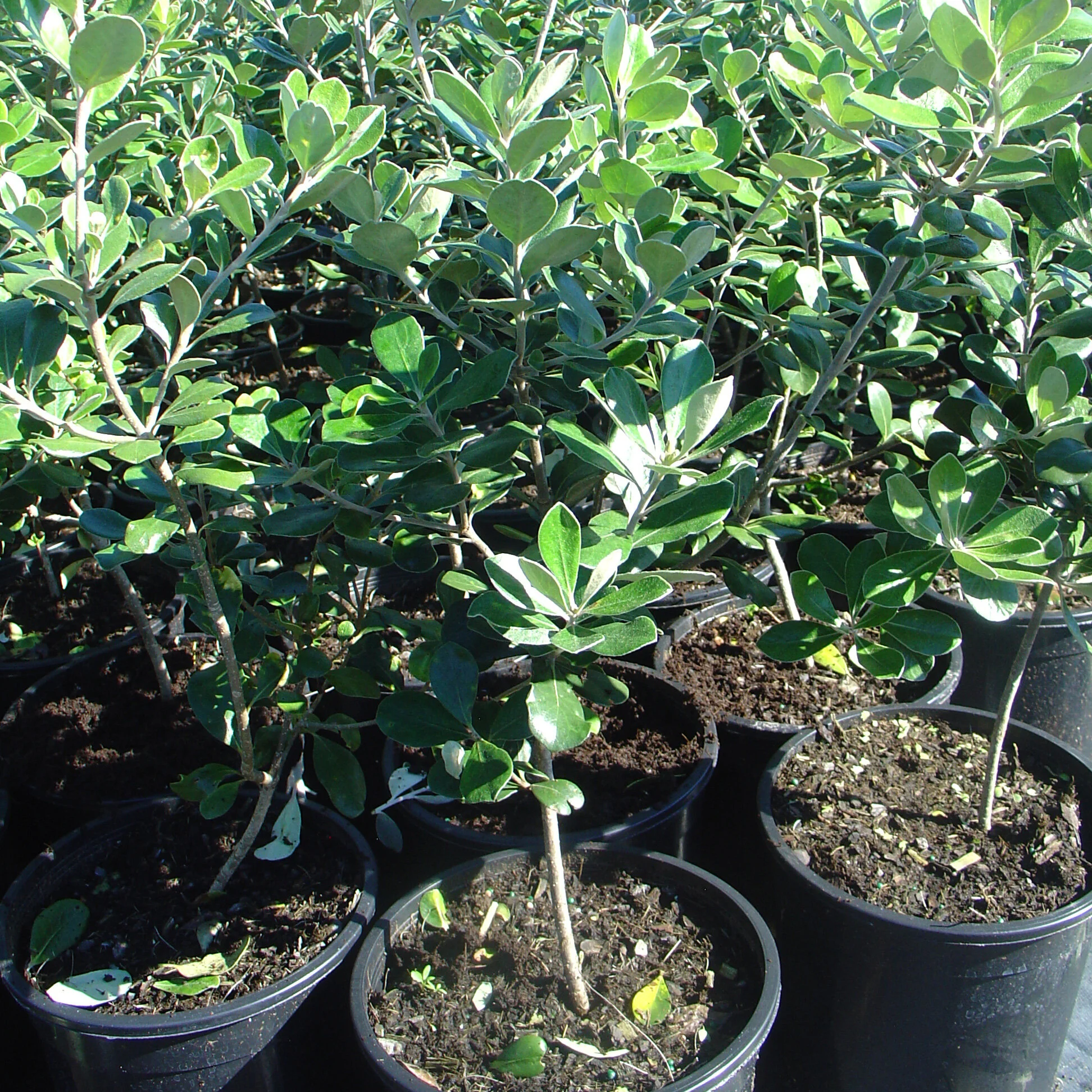 Pittosporum crassifolium — Kauri Park