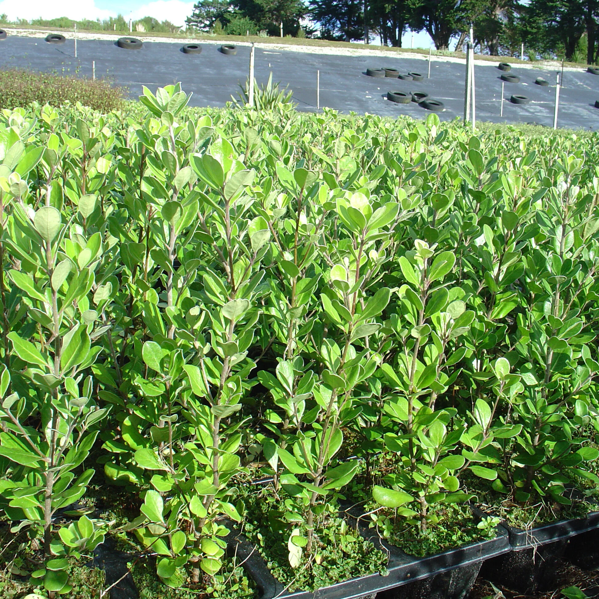 Compact Karo Pittosporum crassifolium — Kauri Park