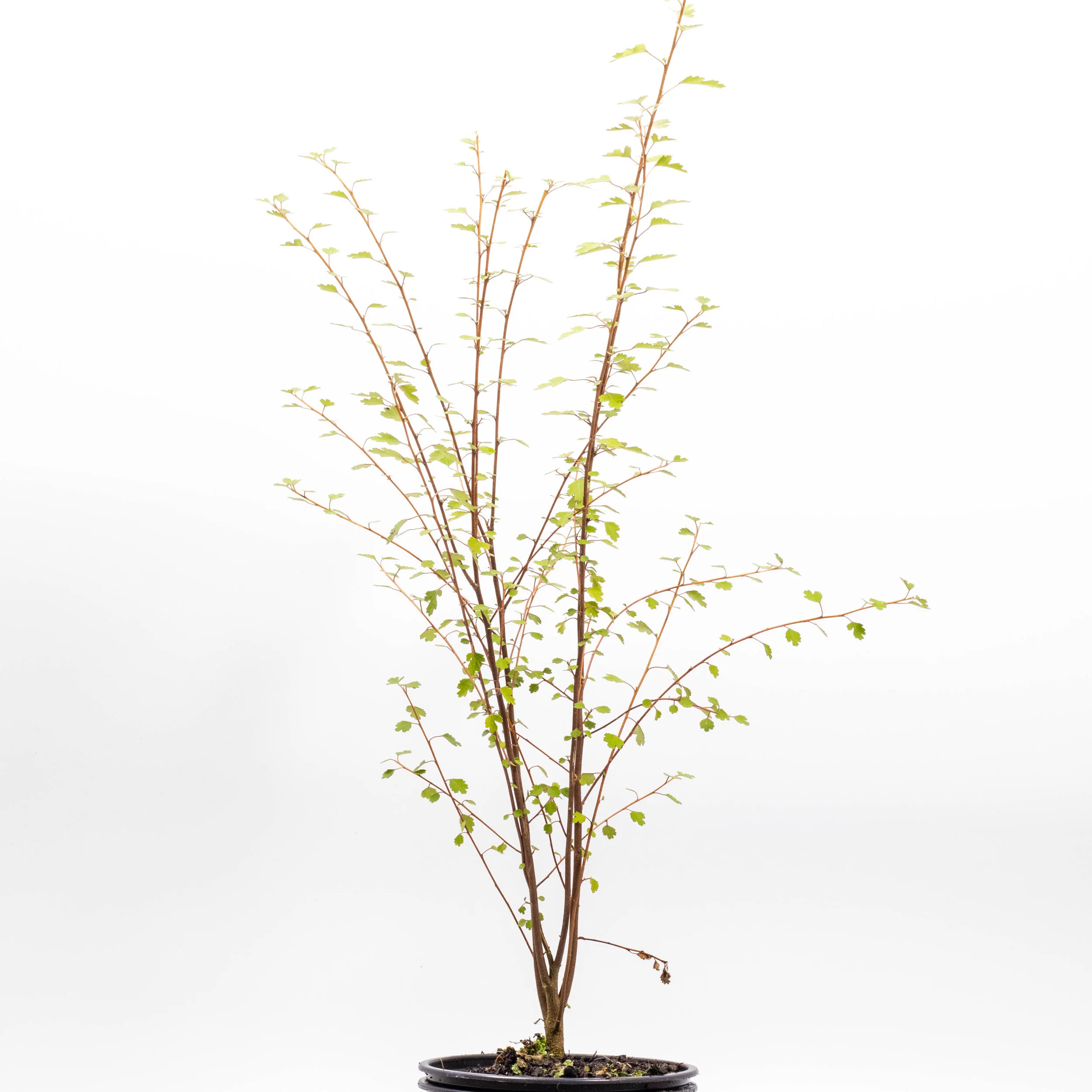 Plagianthus regius — Kauri Park