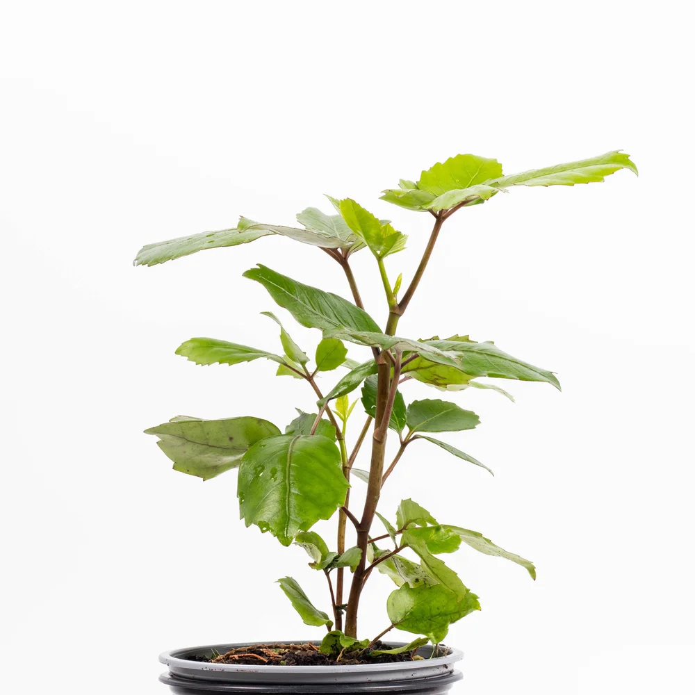 f1 tomato plants Jet Star F1 Tomato Seeds - Easy to Grow Sweet Tomatoes