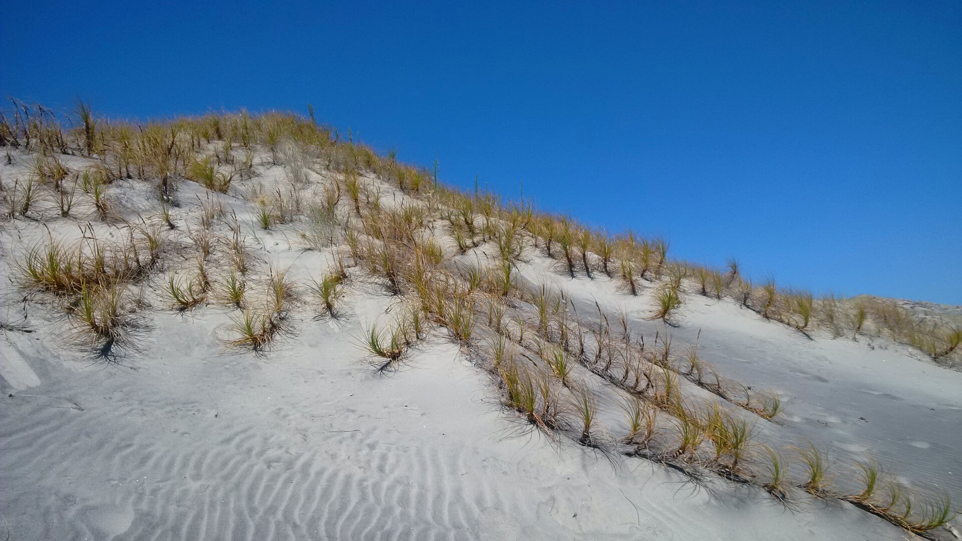 Ficinia spiralis, Desmoschoenus spiralis, Pingao, Golden sand sedge, Pikao