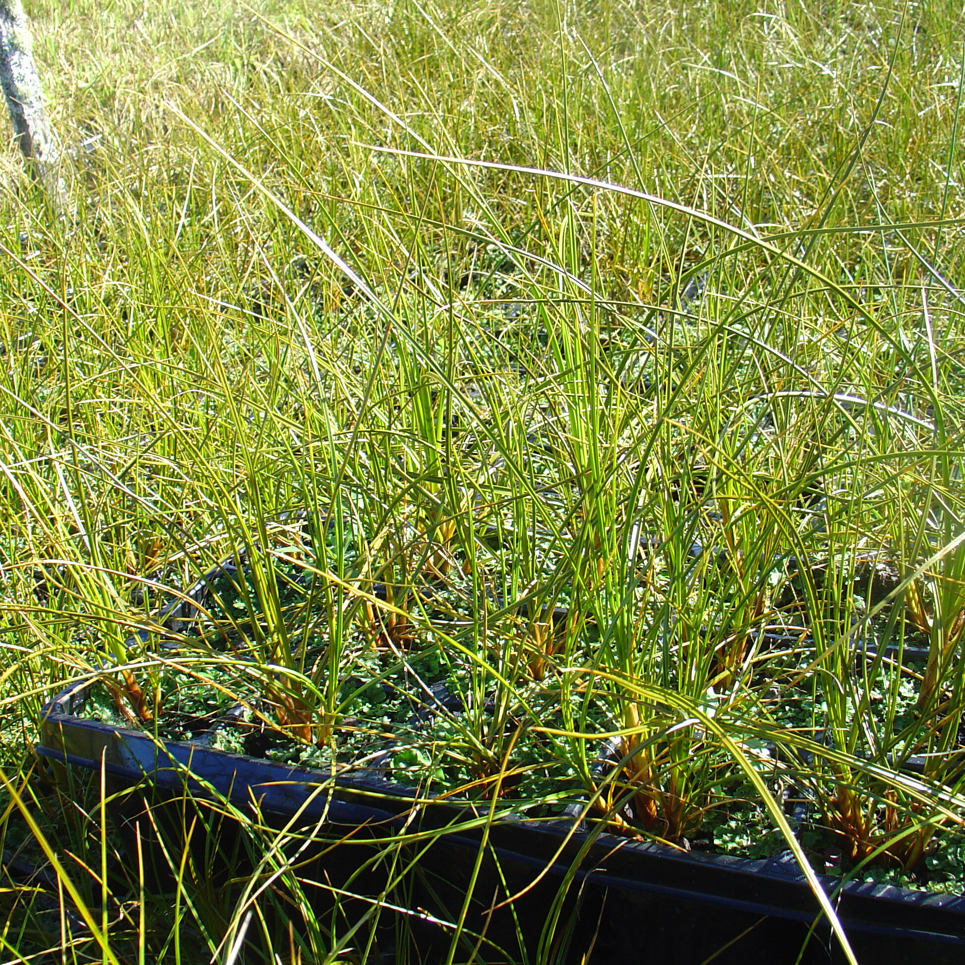 Ficinia spiralis, Desmoschoenus spiralis, Pingao, Golden sand sedge, Pikao