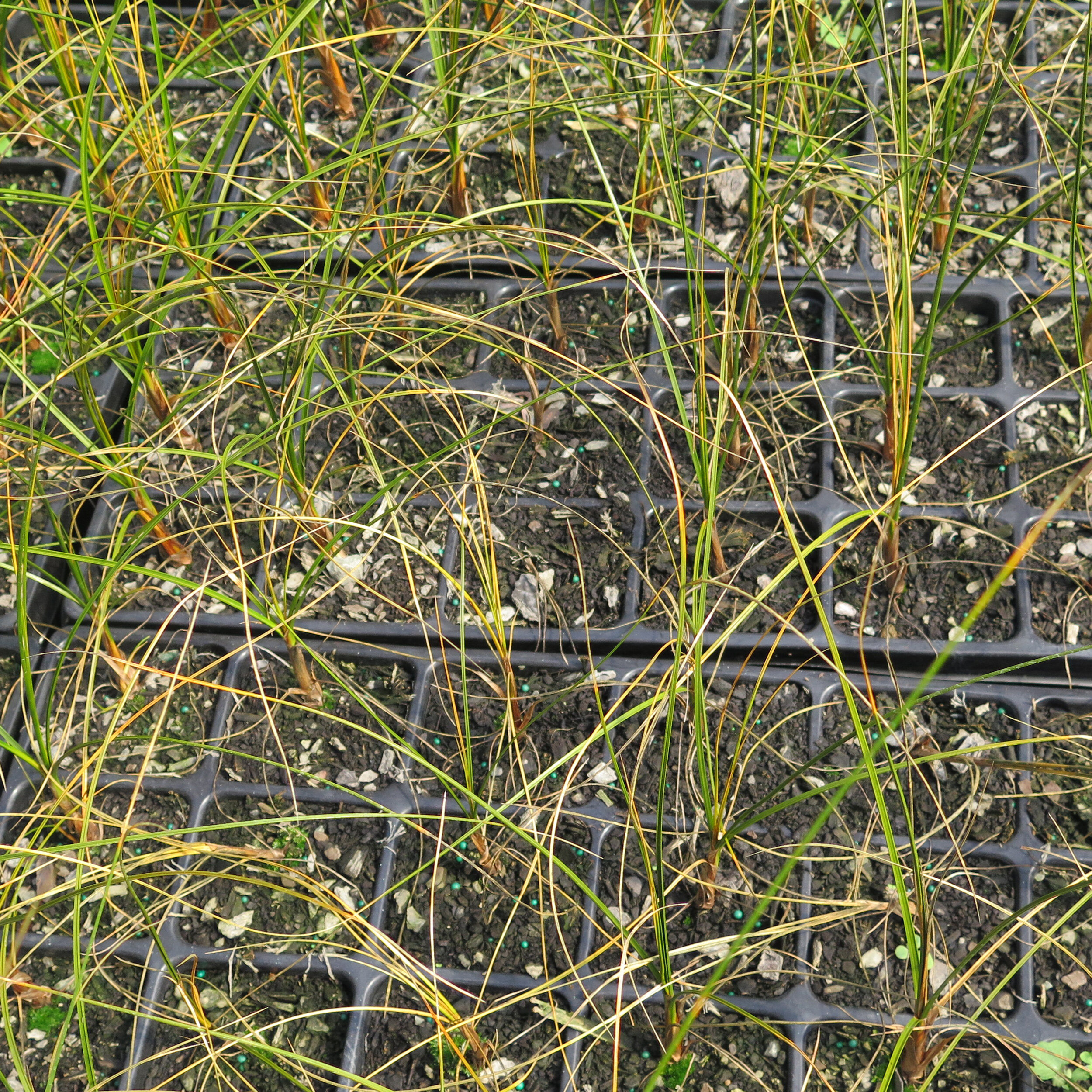 Ficinia spiralis, Desmoschoenus spiralis, Pingao, Golden sand sedge, Pikao