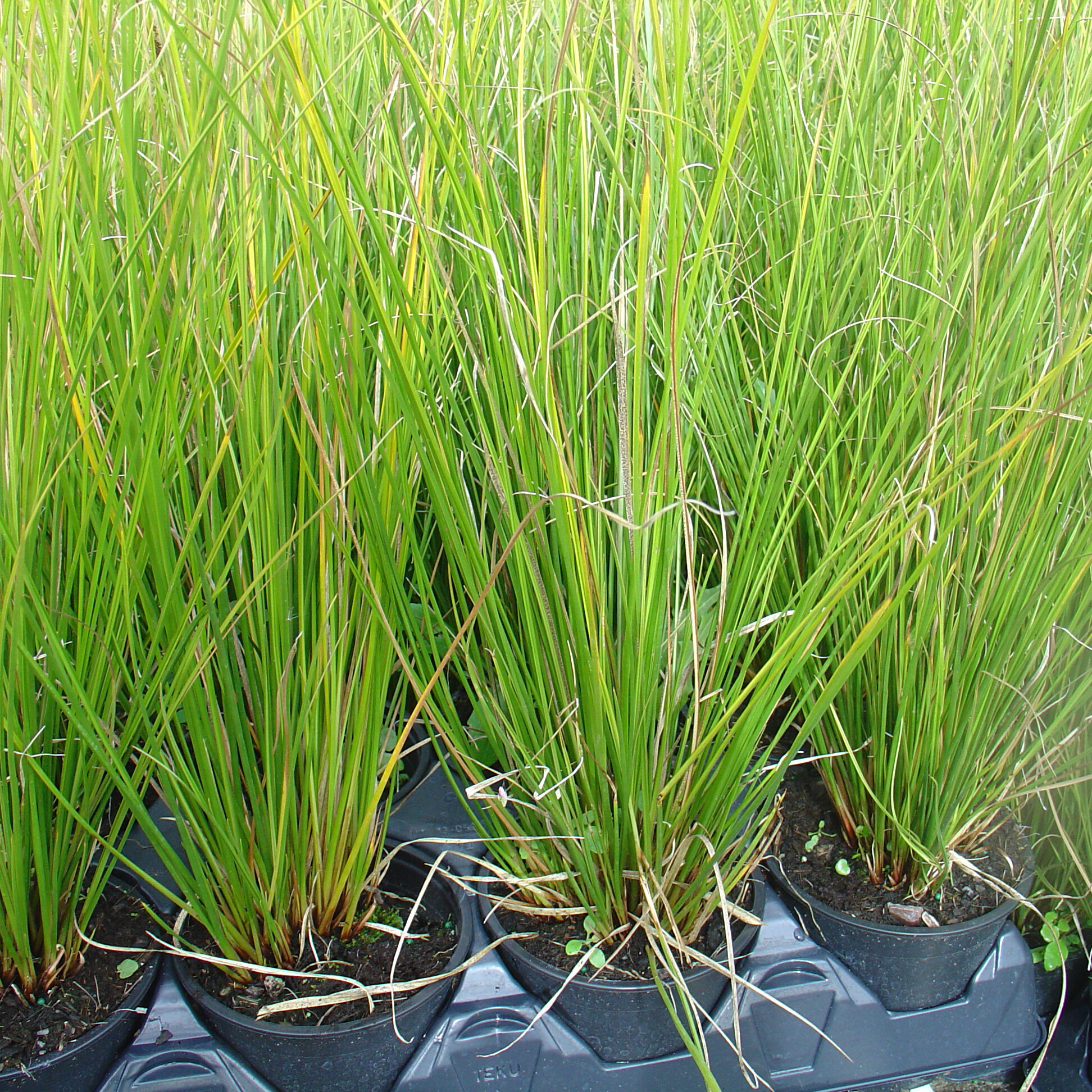 Carex solandri, Forest sedge, Solander’s sedge