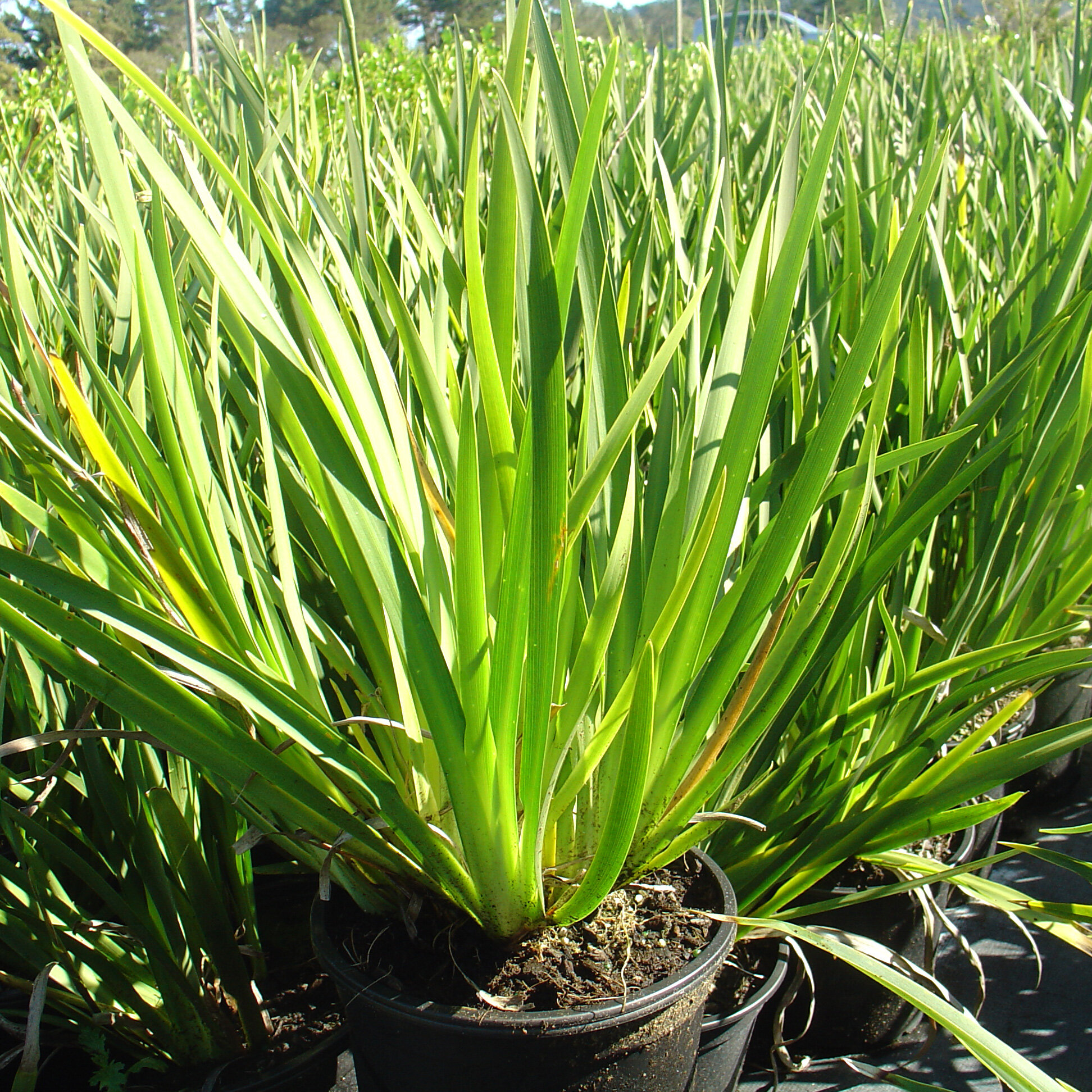 Dietes grandiflora — Kauri Park