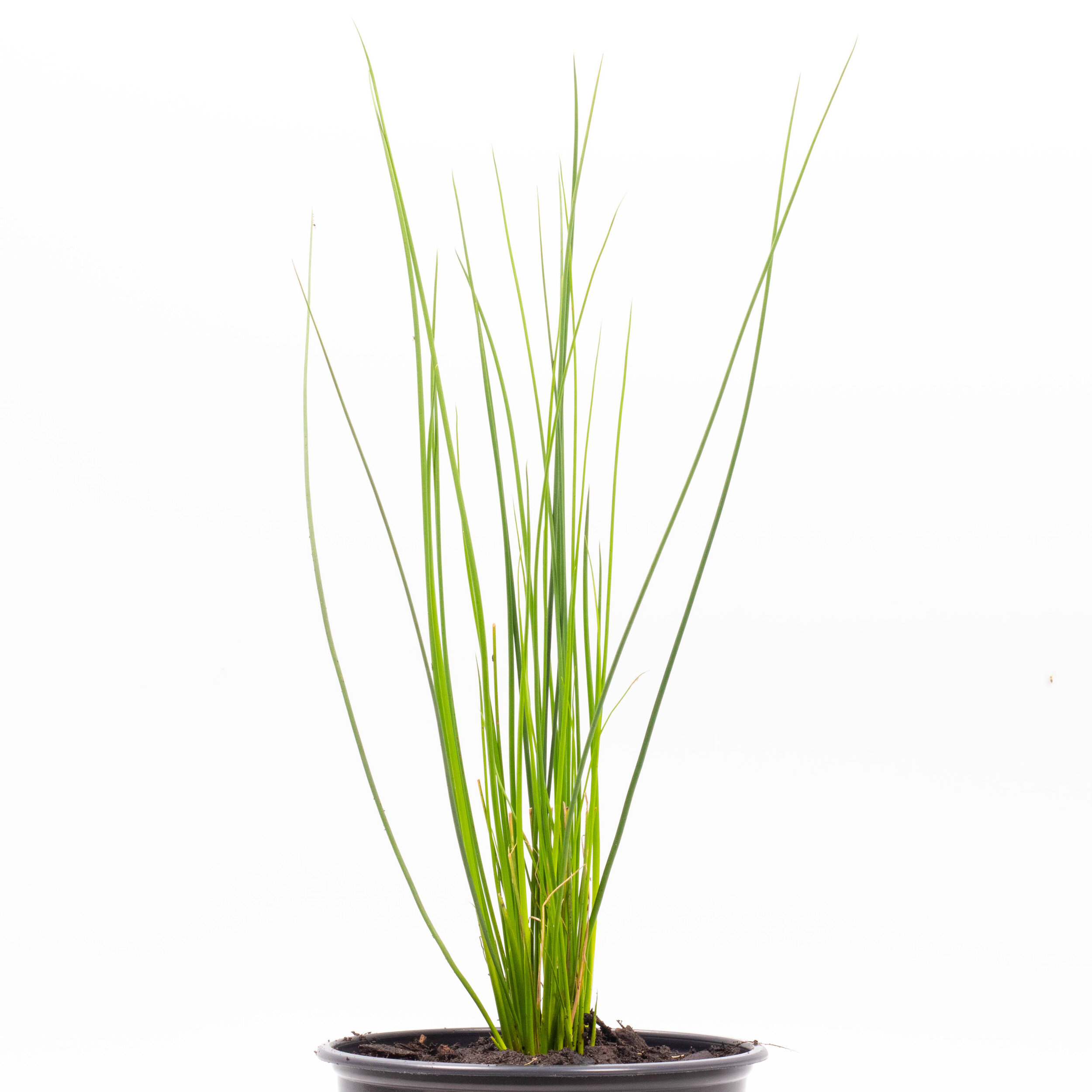 Juncus kraussii subsp. australiensis, Juncus kraussii subsp. australiensis
