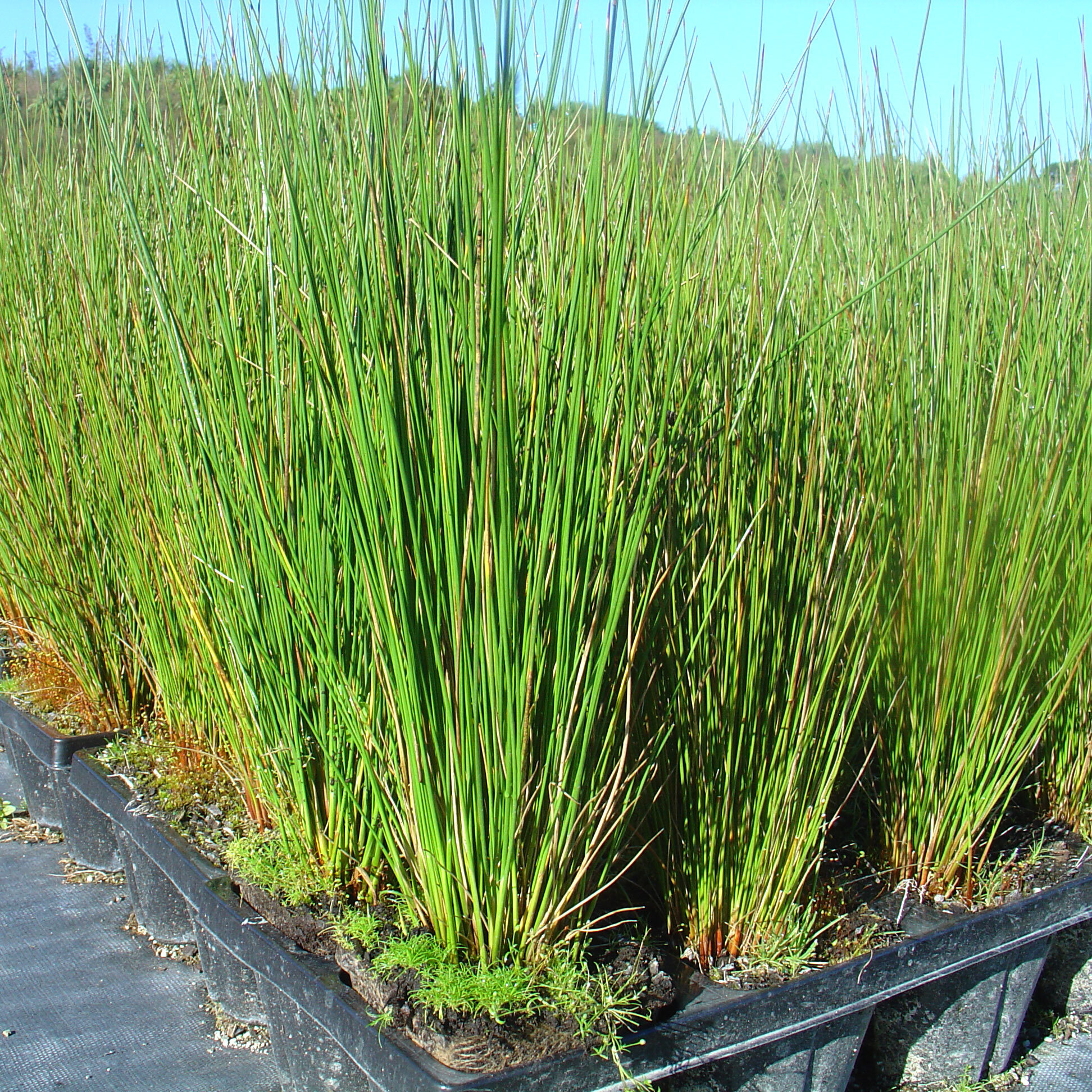 Juncus kraussii subsp. australiensis, Juncus kraussii subsp. australiensis