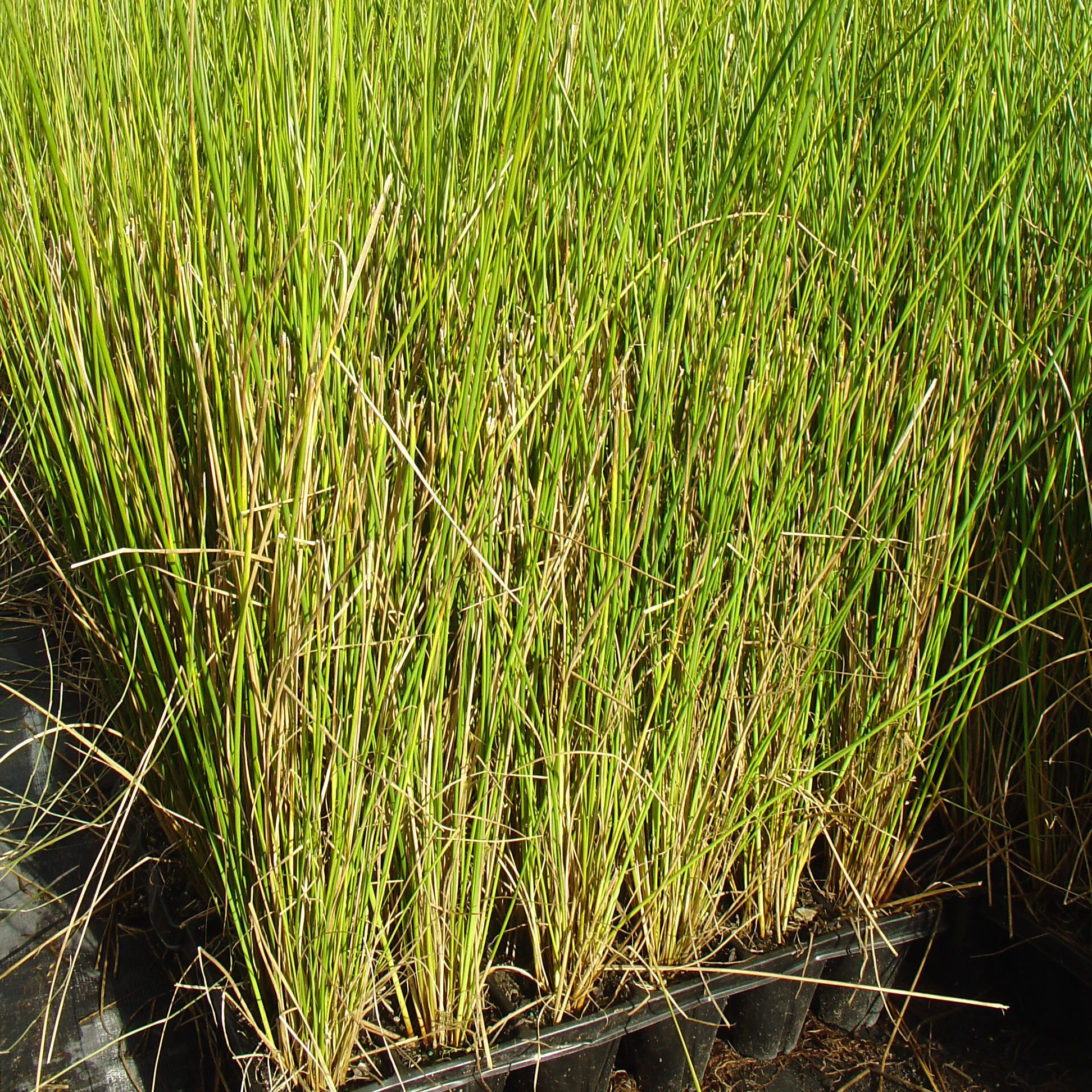 Ecotray Juncus pallidus — Kauri Park