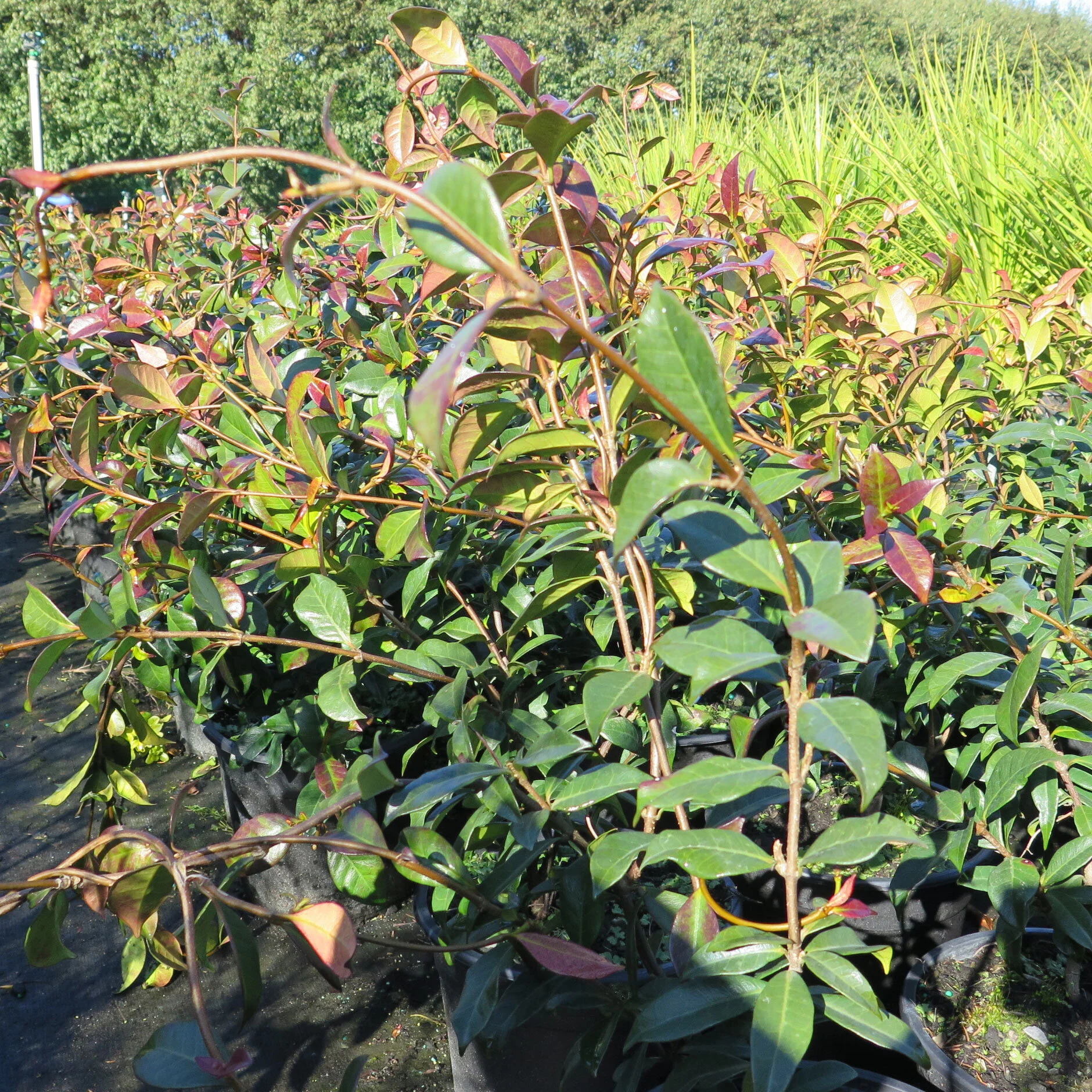 Trachelospermum jasminodes