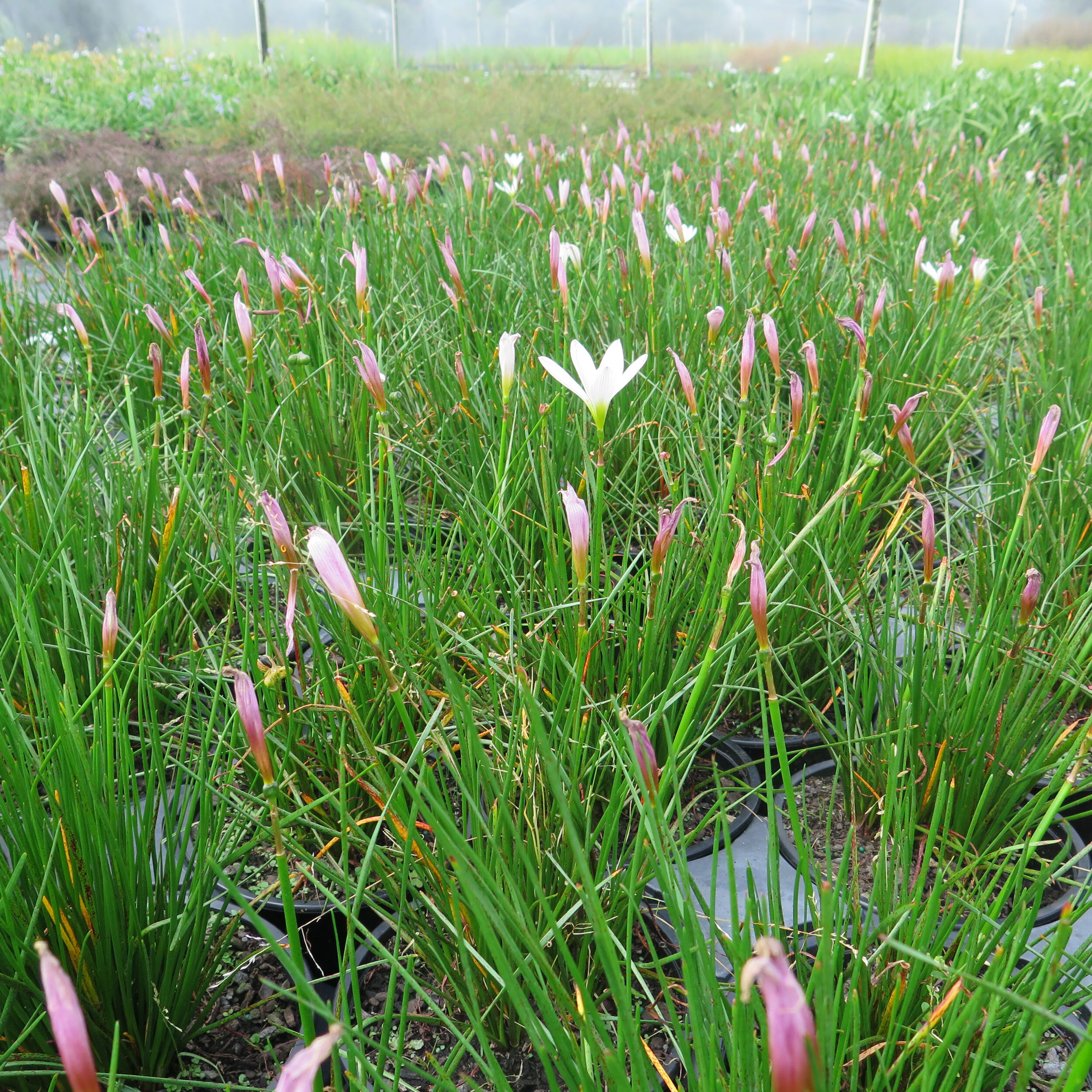 Zephyranthes candida, Rain Lily