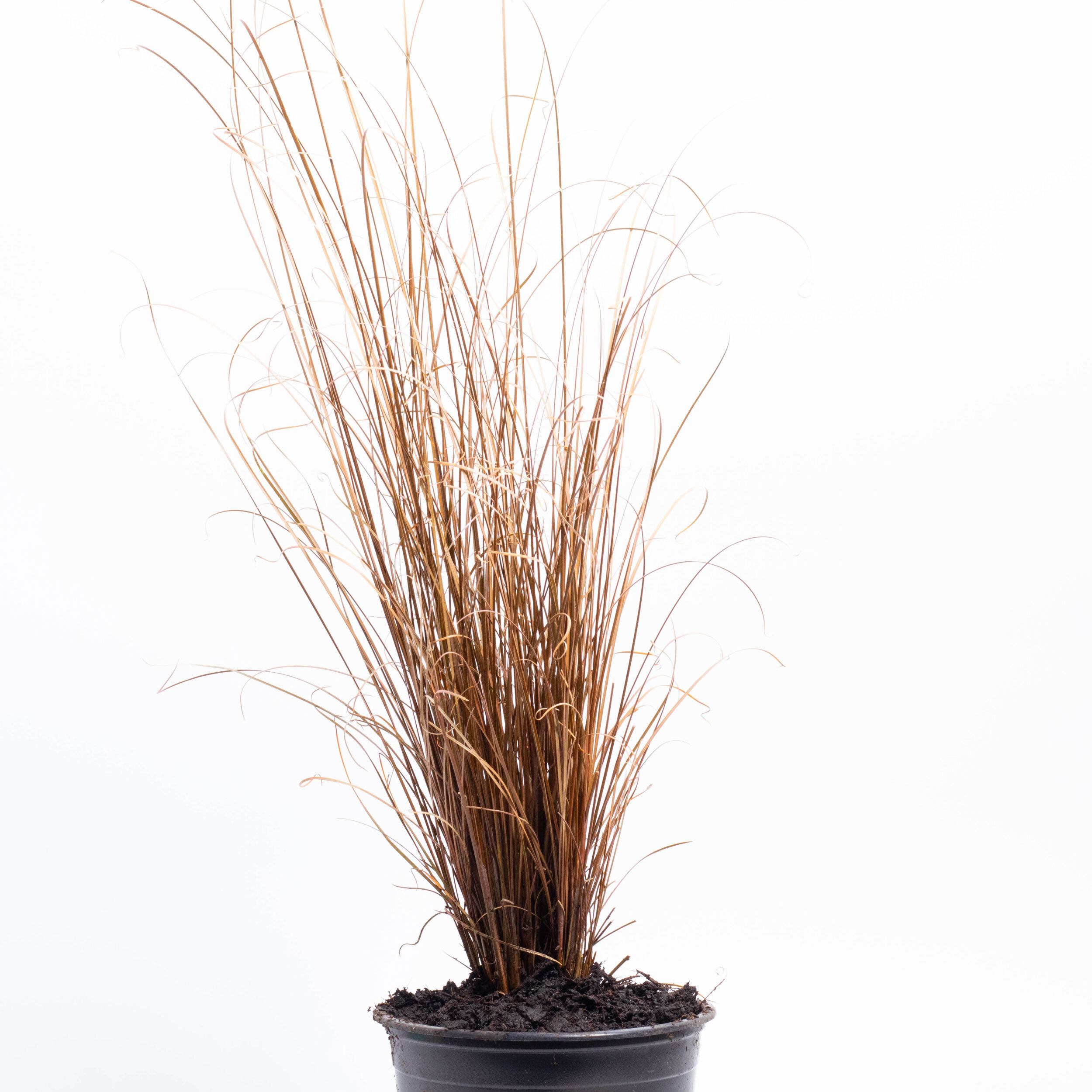 Carex buchananii, Buchanans sedge, cutty grass