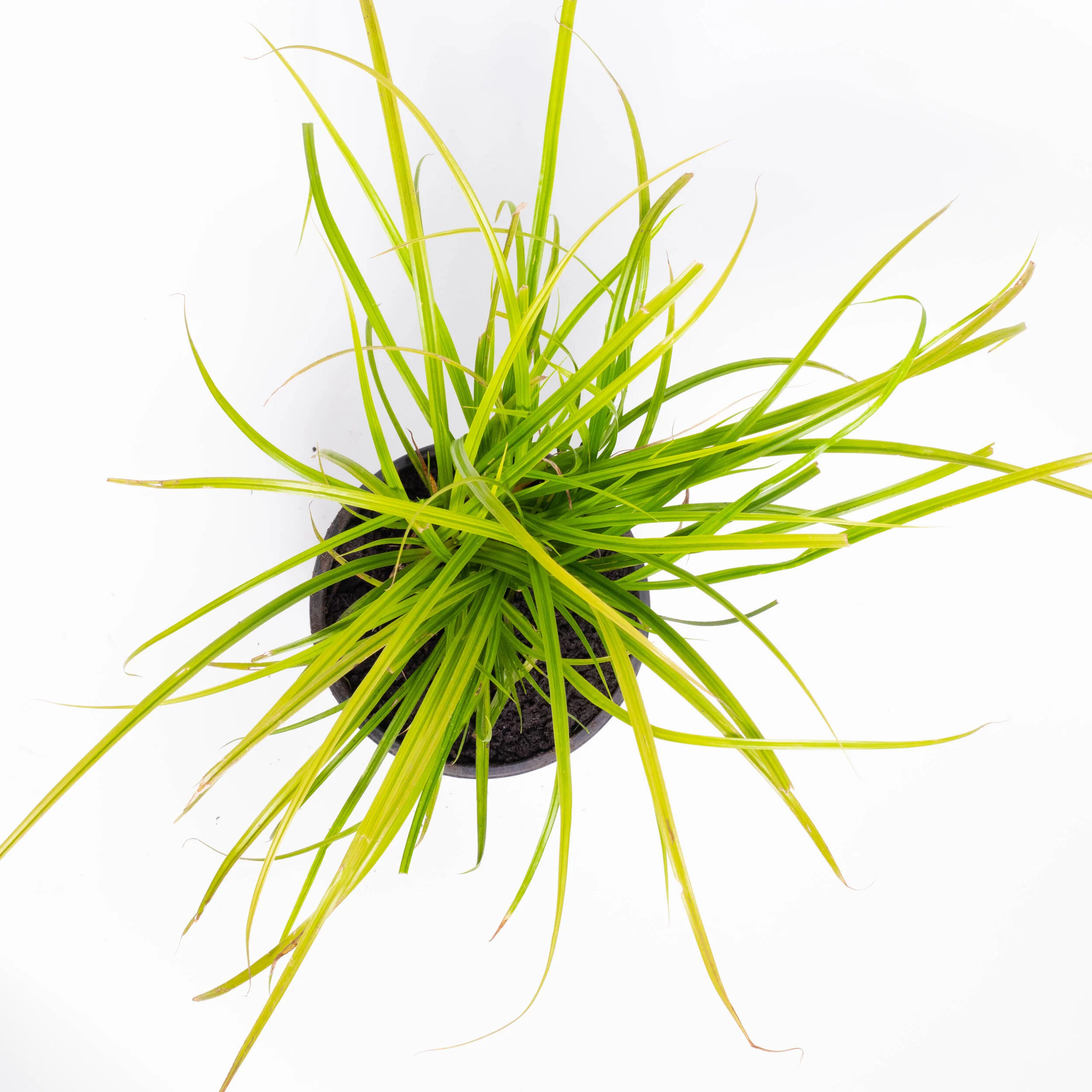 Carex lambertiana — Kauri Park