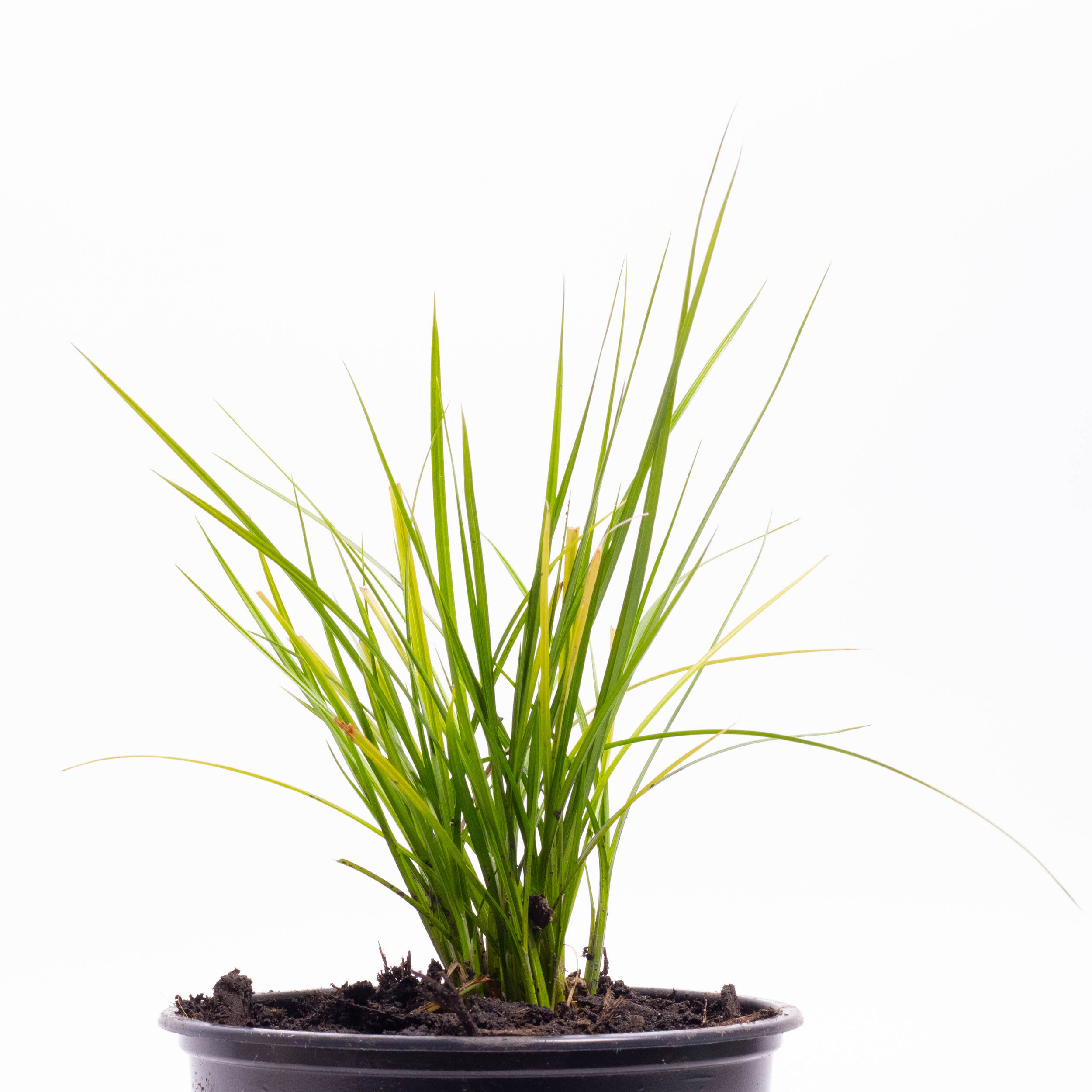 Carex maorica, Maori sedge