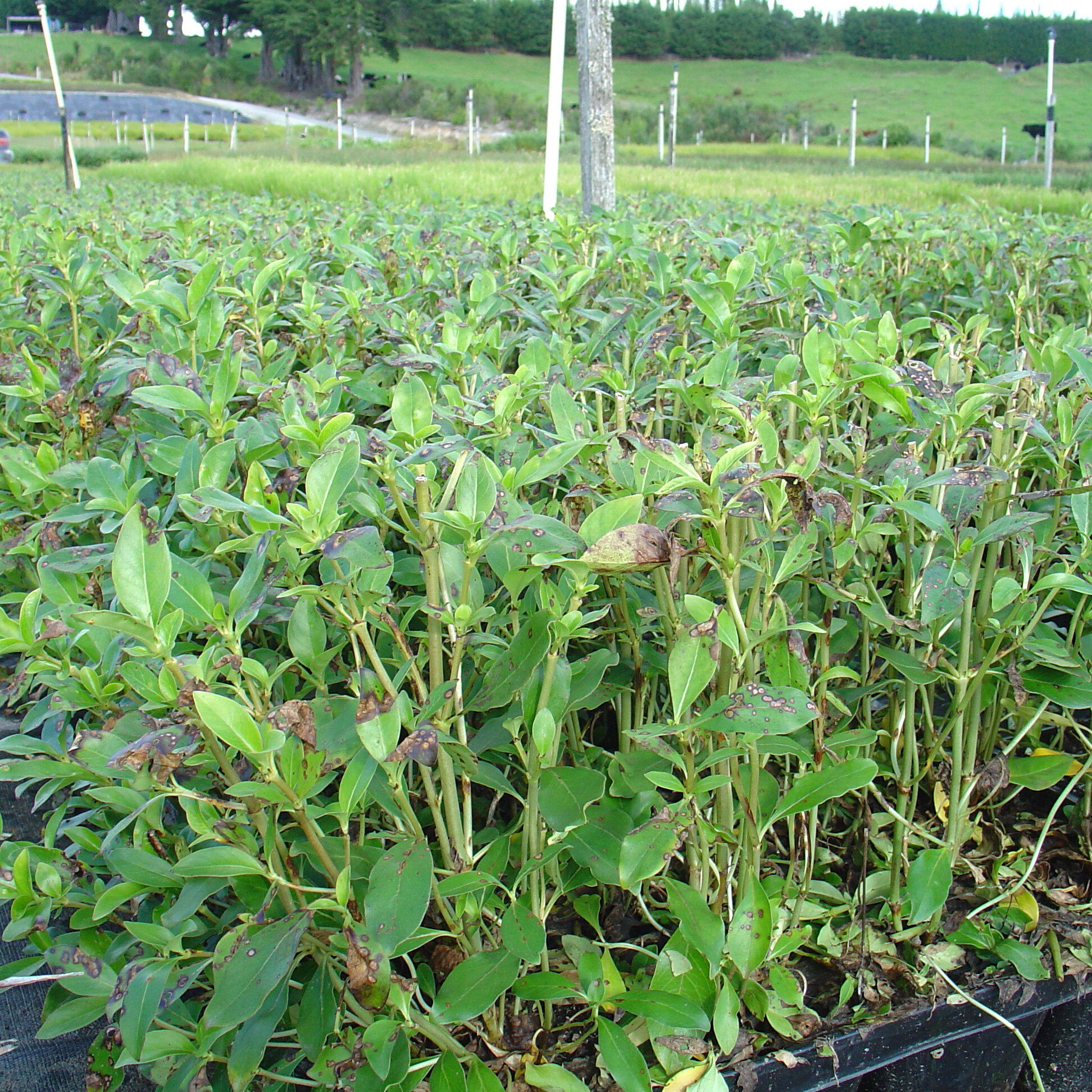 Coprosma macrocarpa