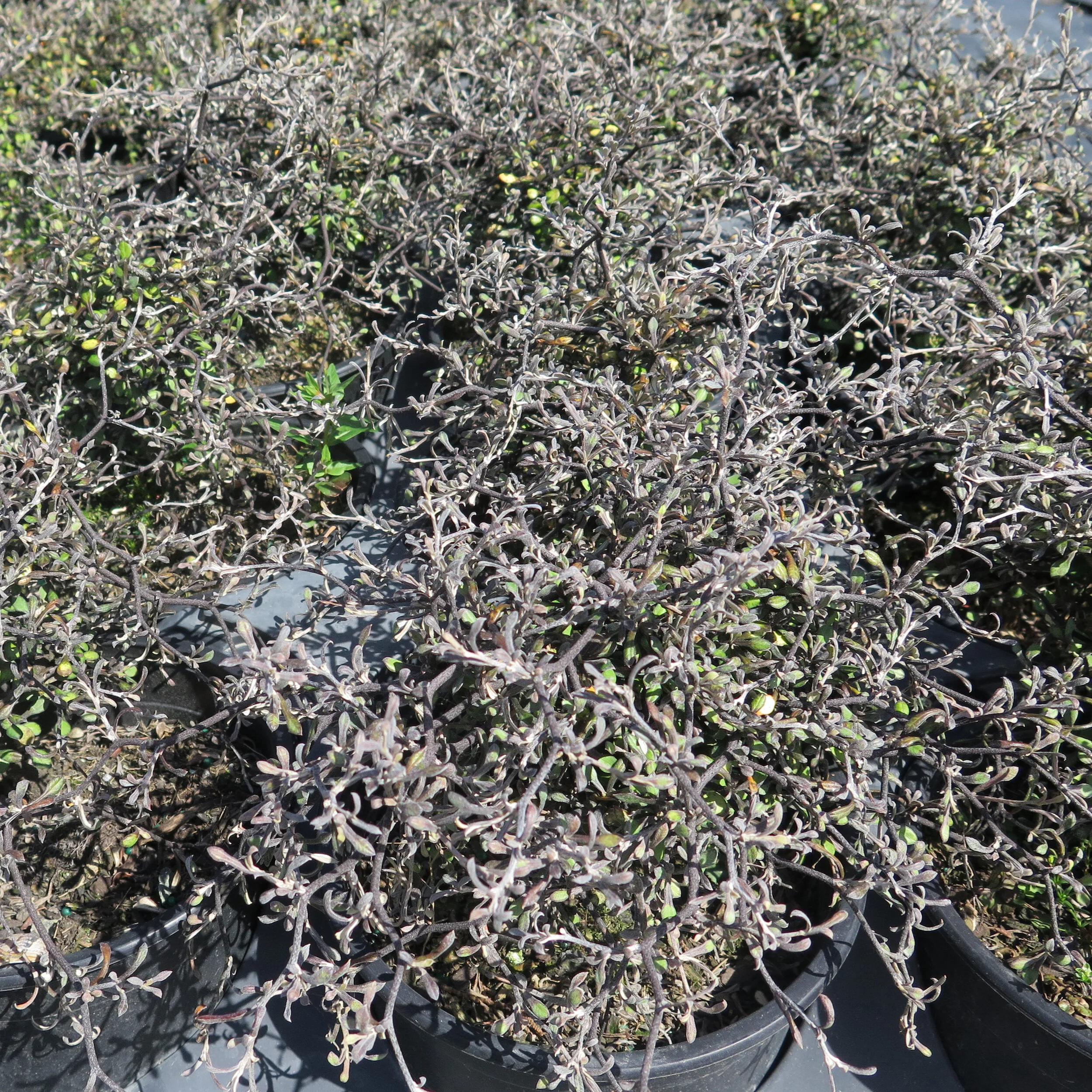 Corokia cotoneaster — Kauri Park