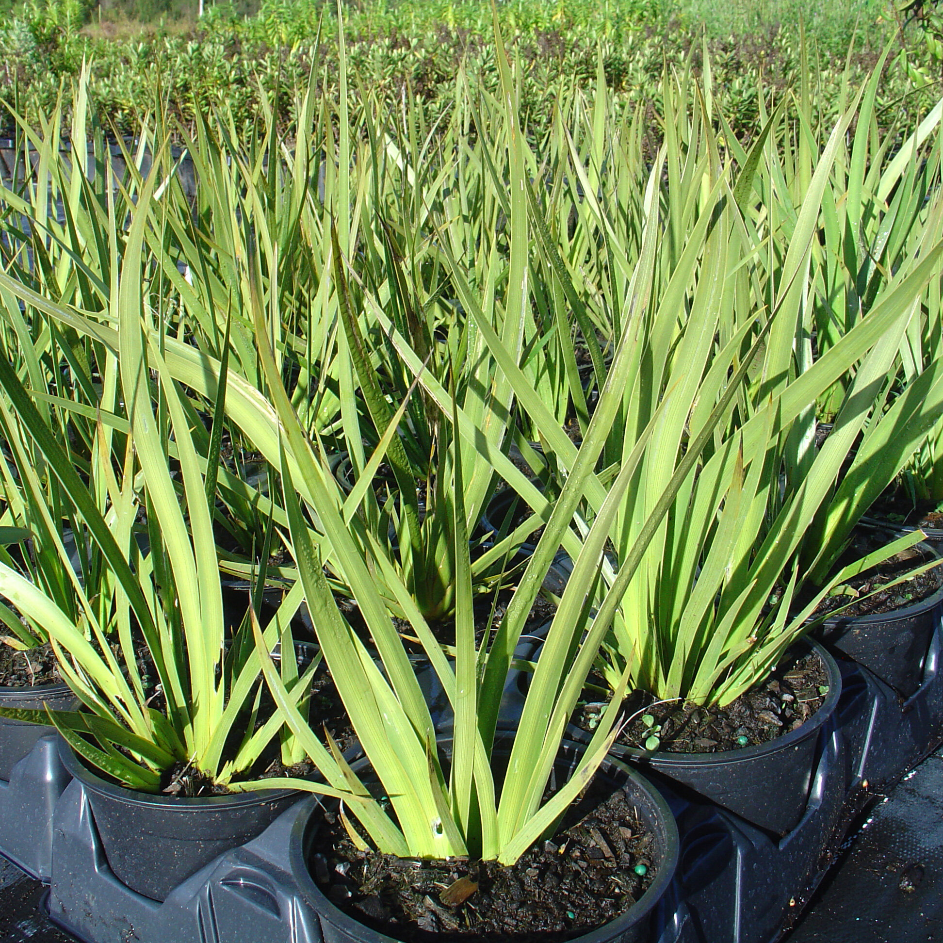 Libertia grandiflora — Kauri Park