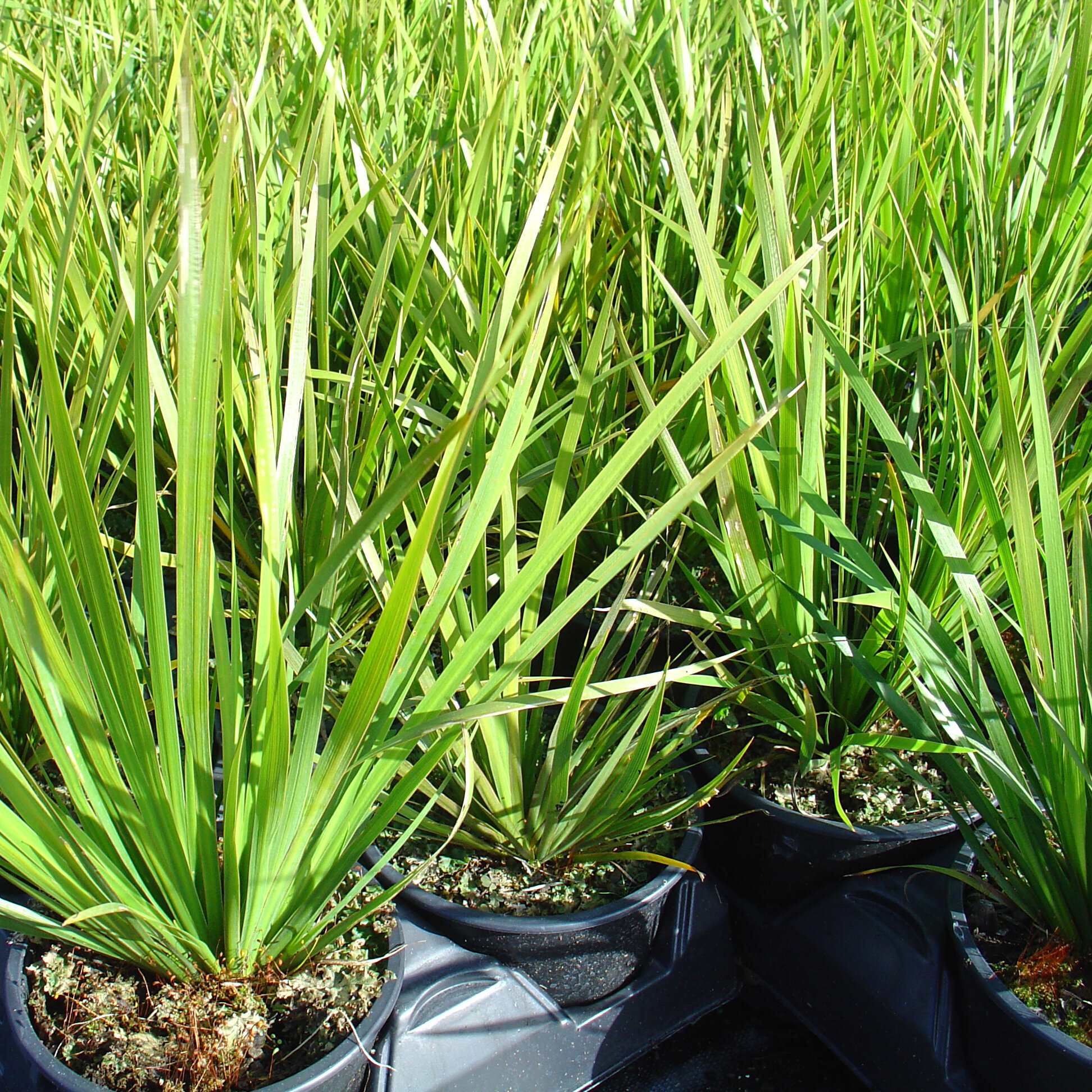 Libertia grandiflora — Kauri Park