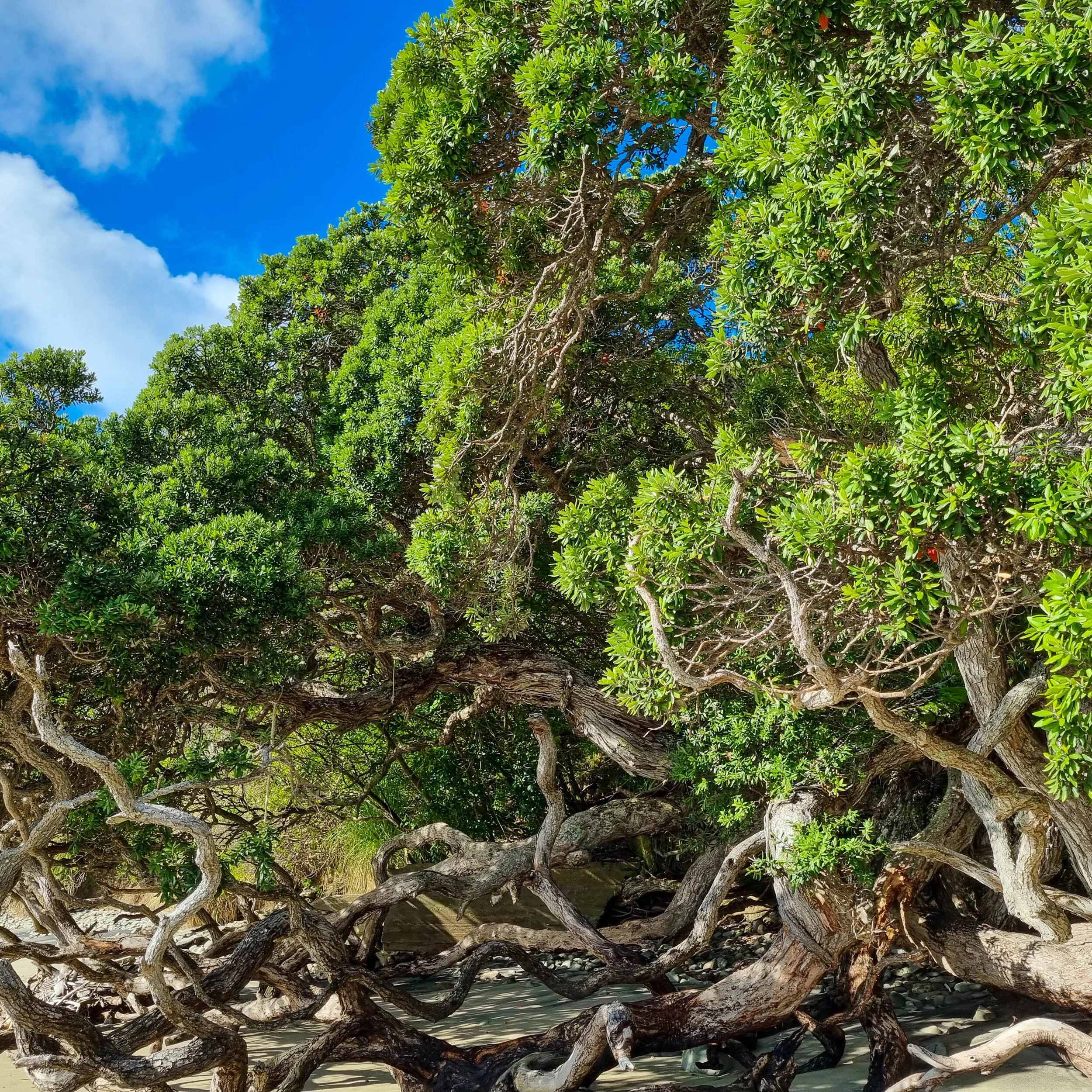 Metrosideros excelsa — Kauri Park