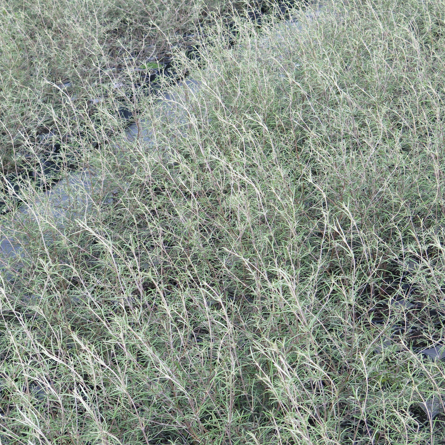 Olearia lineata dartonii, Twiggy tree daisy