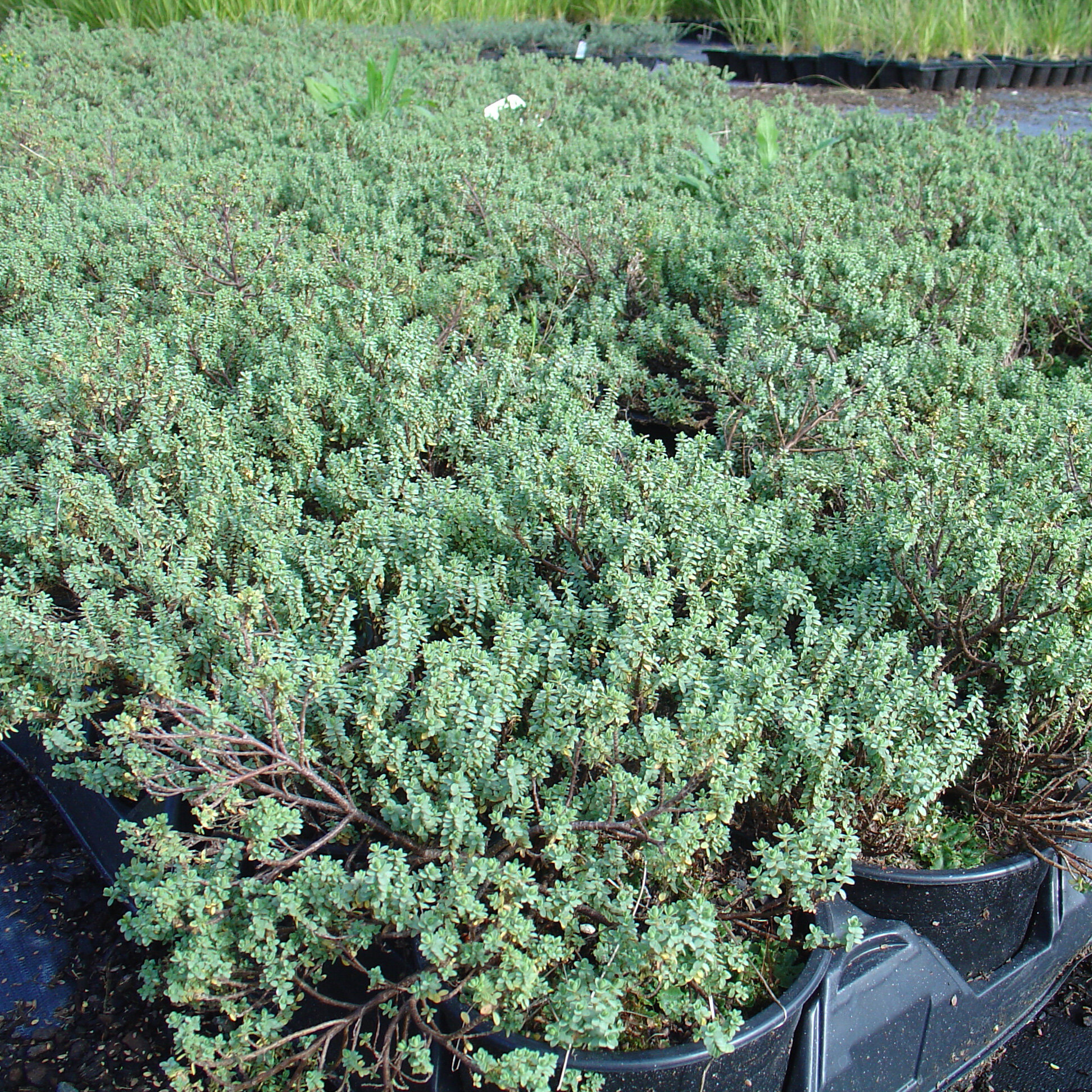 Pimelia prostrata, New Zealand daphne