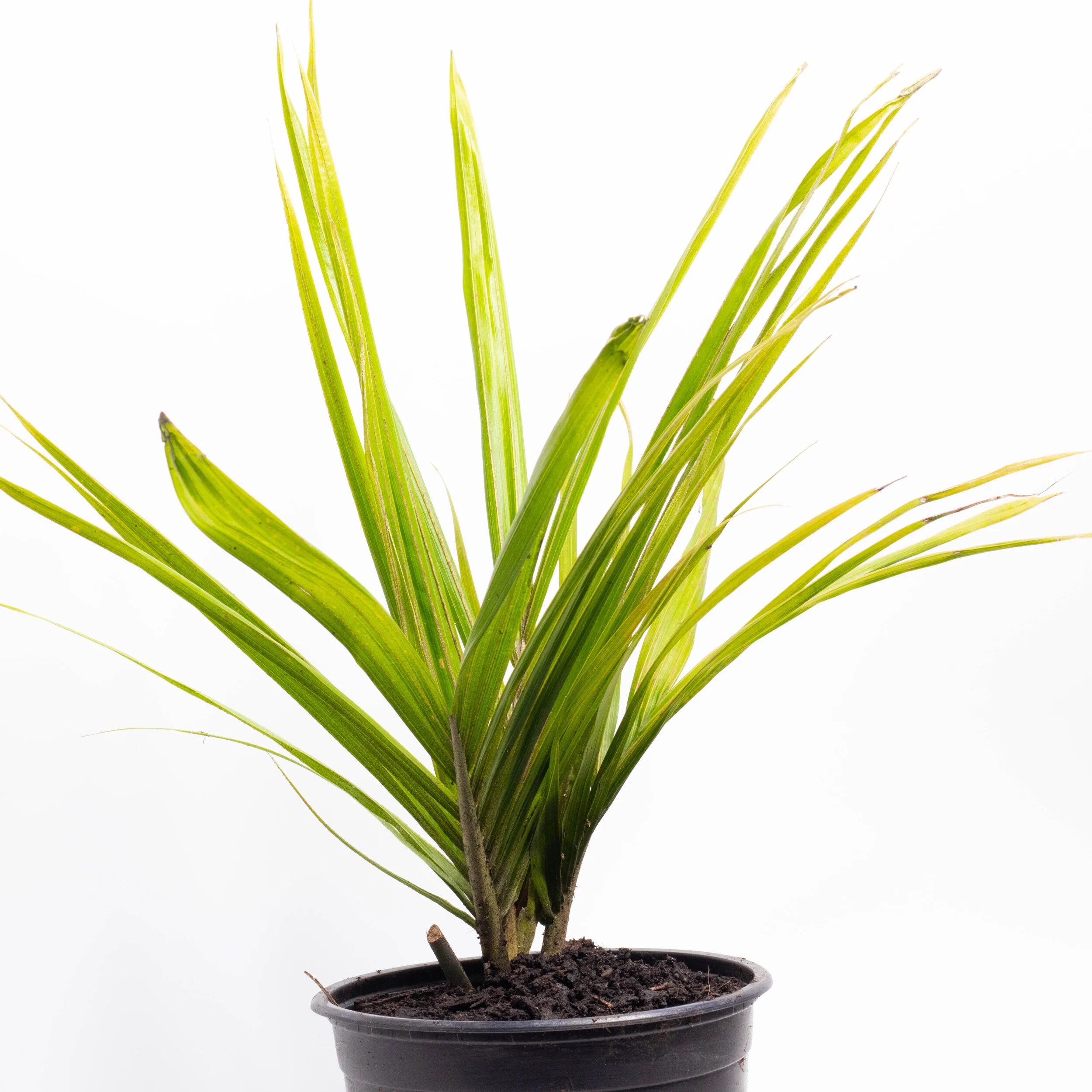 シアッツ　Rhopalostylis sapida　ニカウヤシ Rhopalostylis sapida | Nikau Palm | 10 Seeds