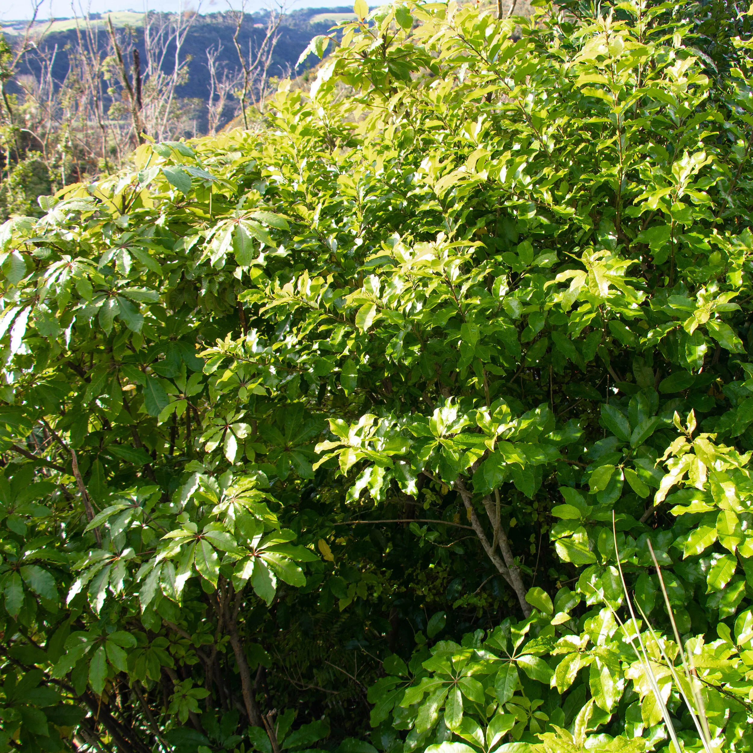 Schefflera digitata — Kauri Park