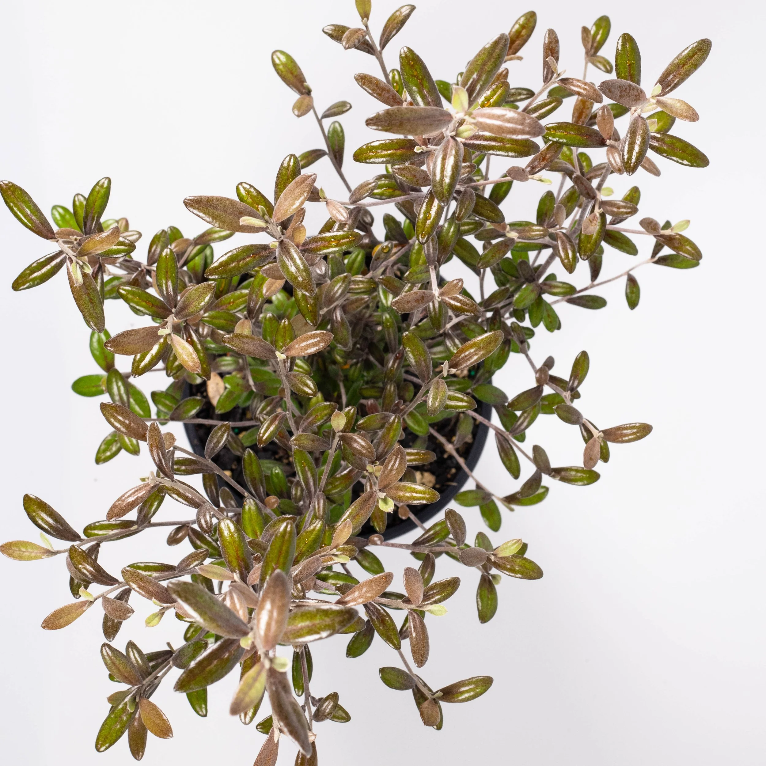 Corokia frosted chocolate — Kauri Park