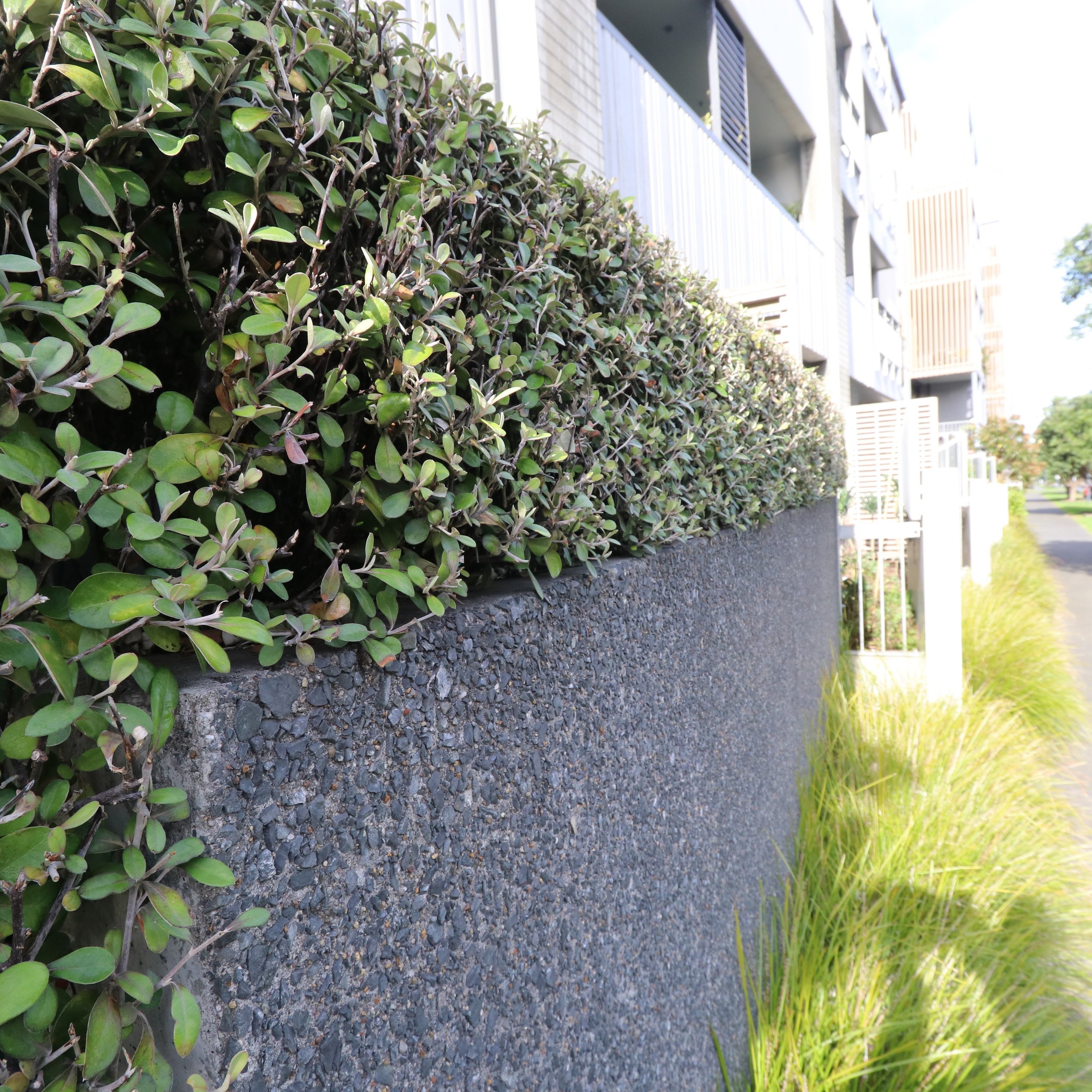 Corokia frosted chocolate — Kauri Park